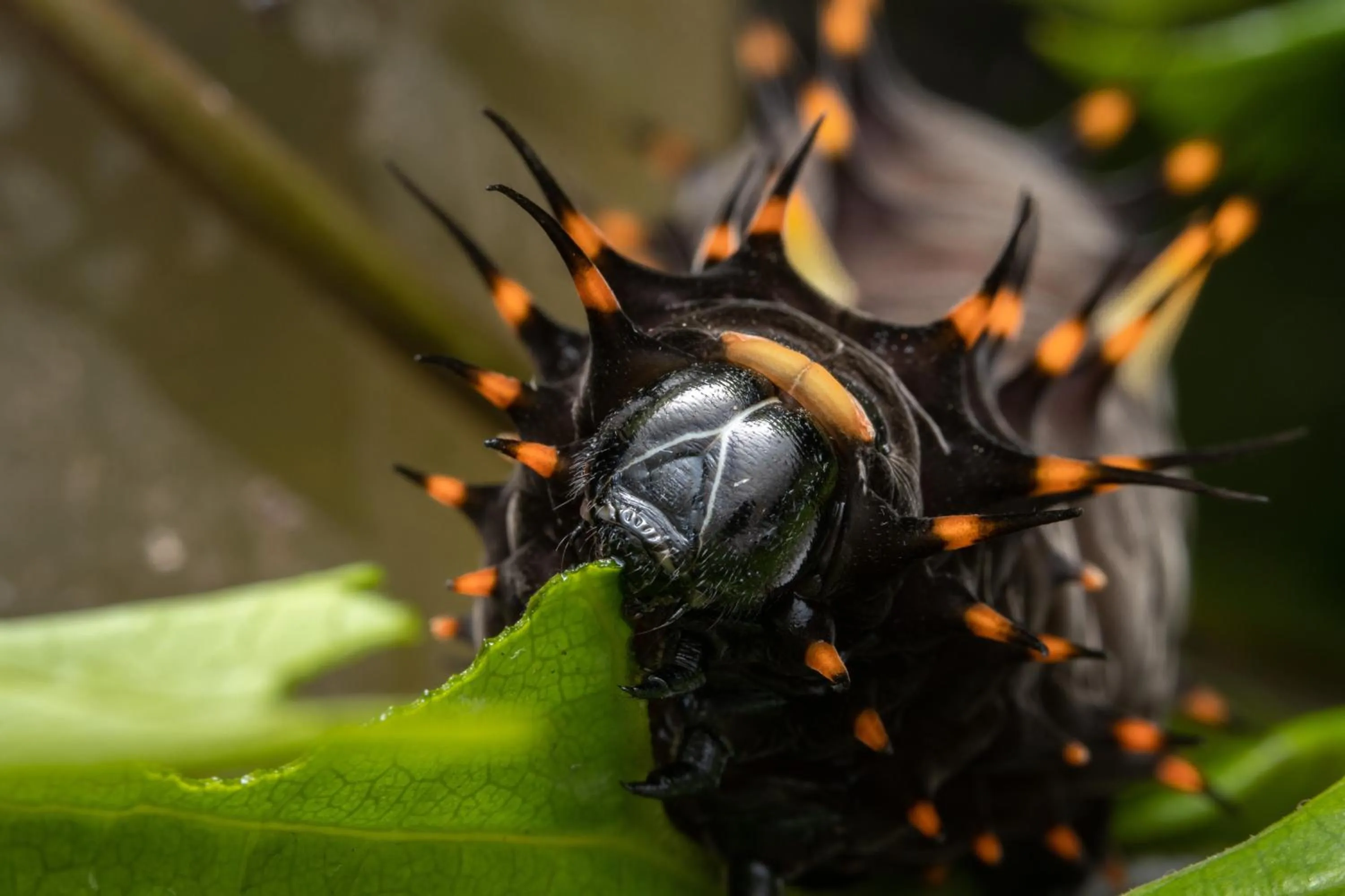 Batchelor Butterfly Farm