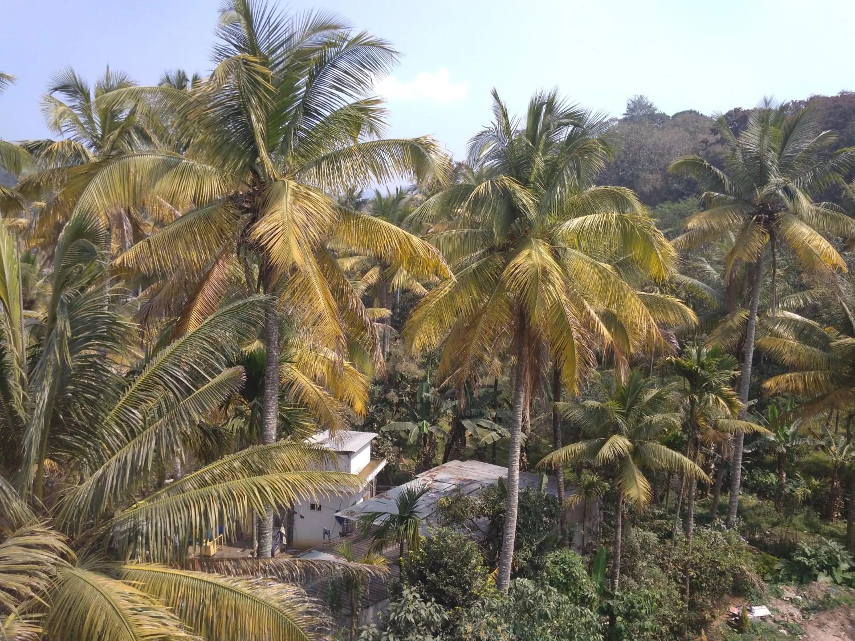 Natural landscape in Highrange Plaza