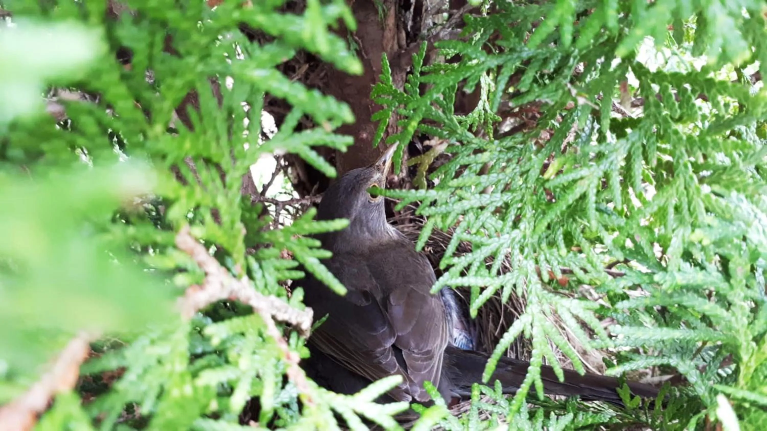 Animals in Ranch Terra