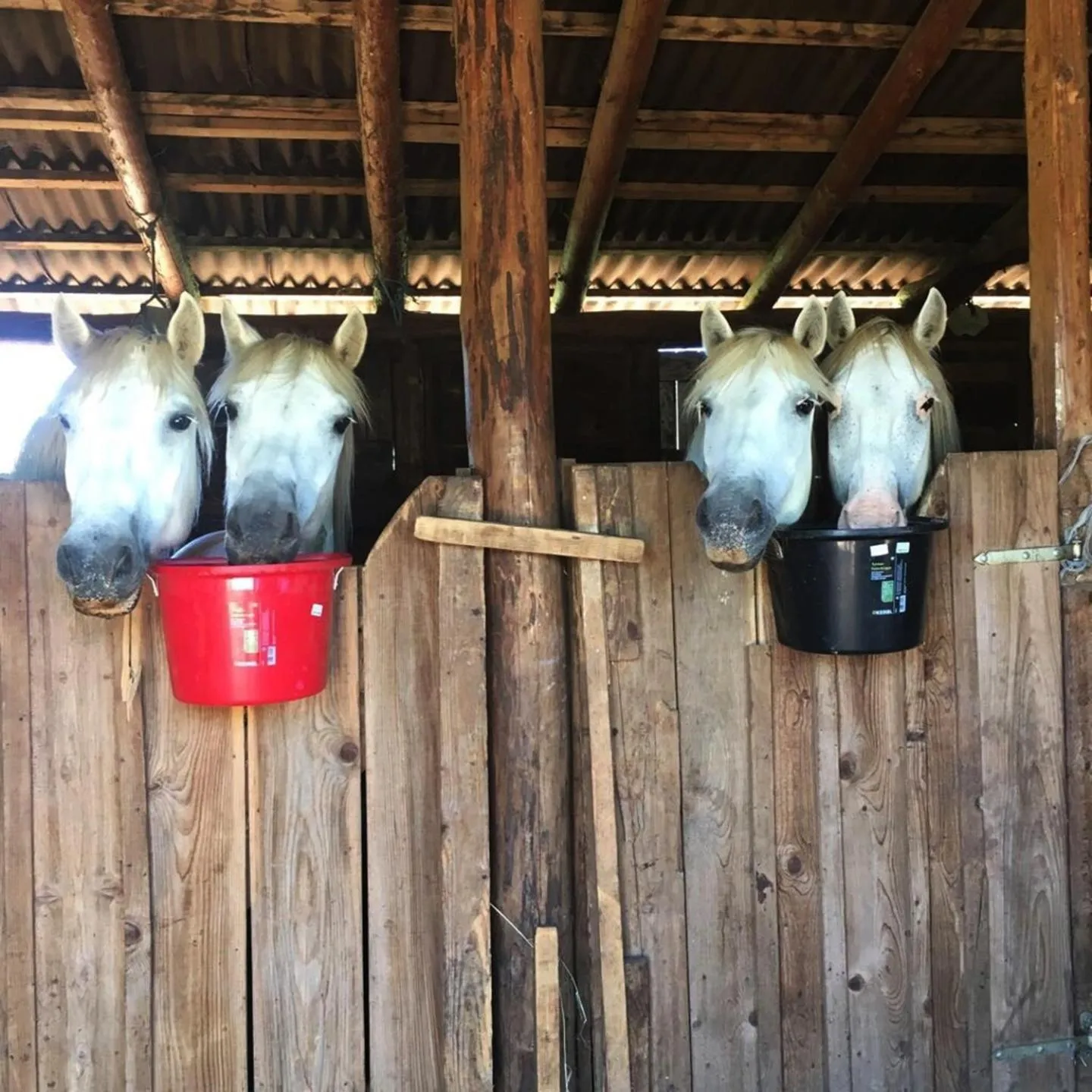 Garden in Ranch Terra