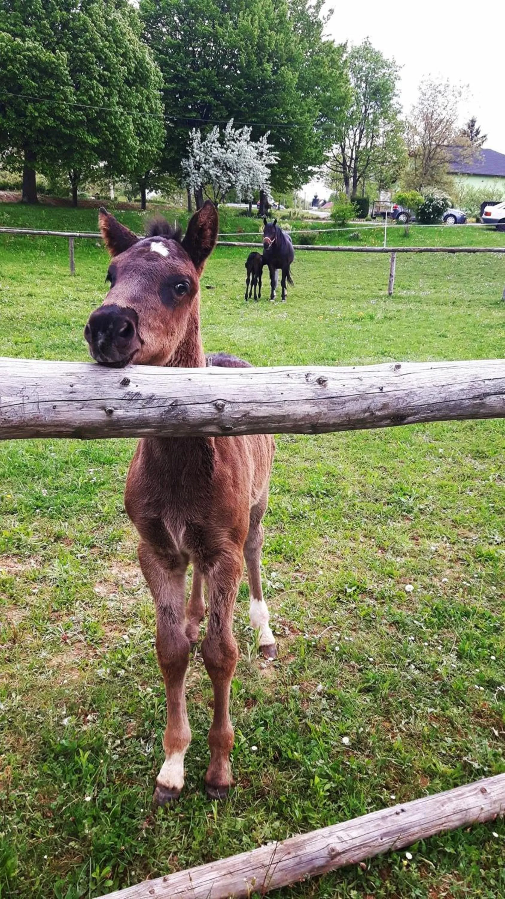 Animals in Ranch Terra