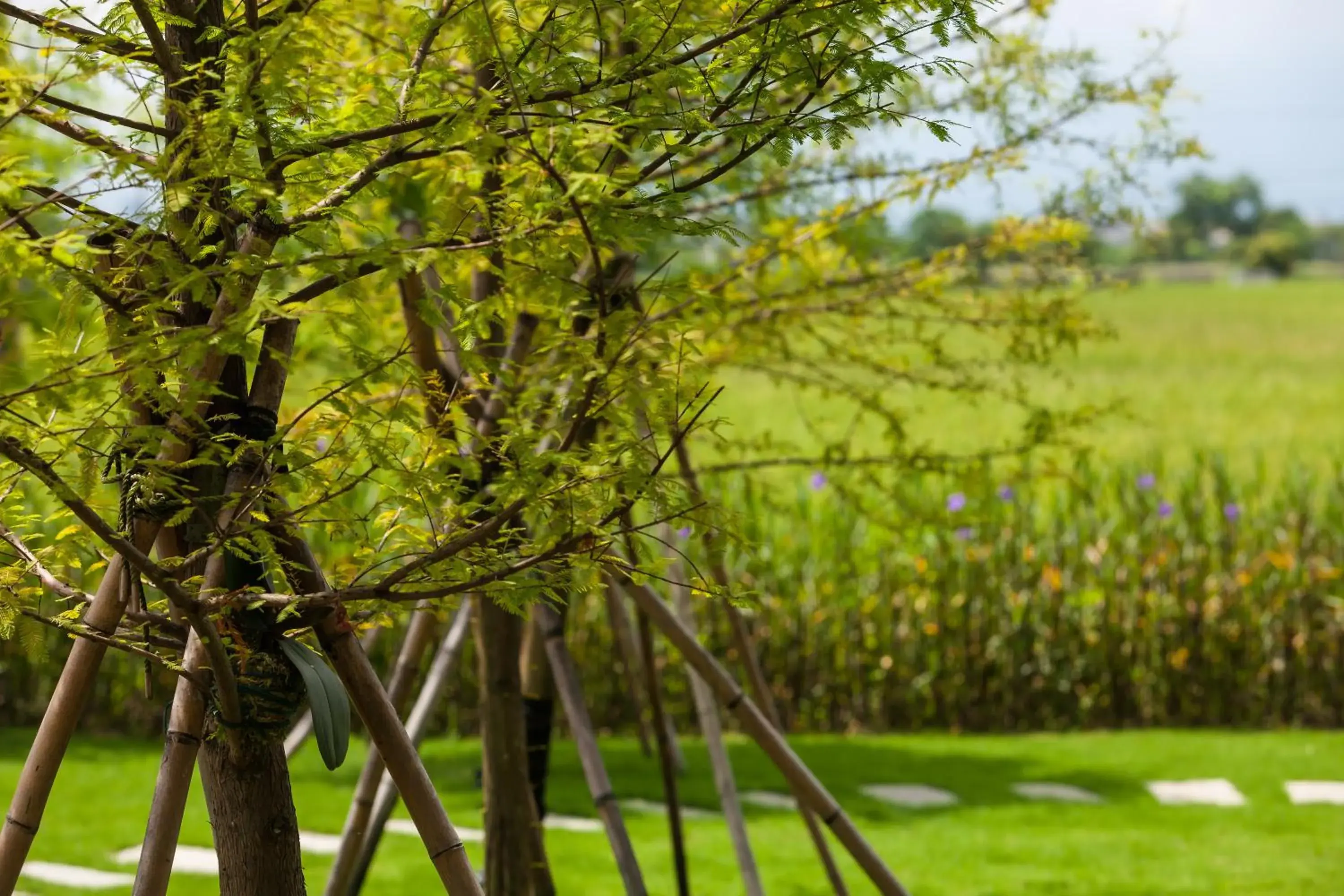 Garden view in Buluba Garden view in Buluba