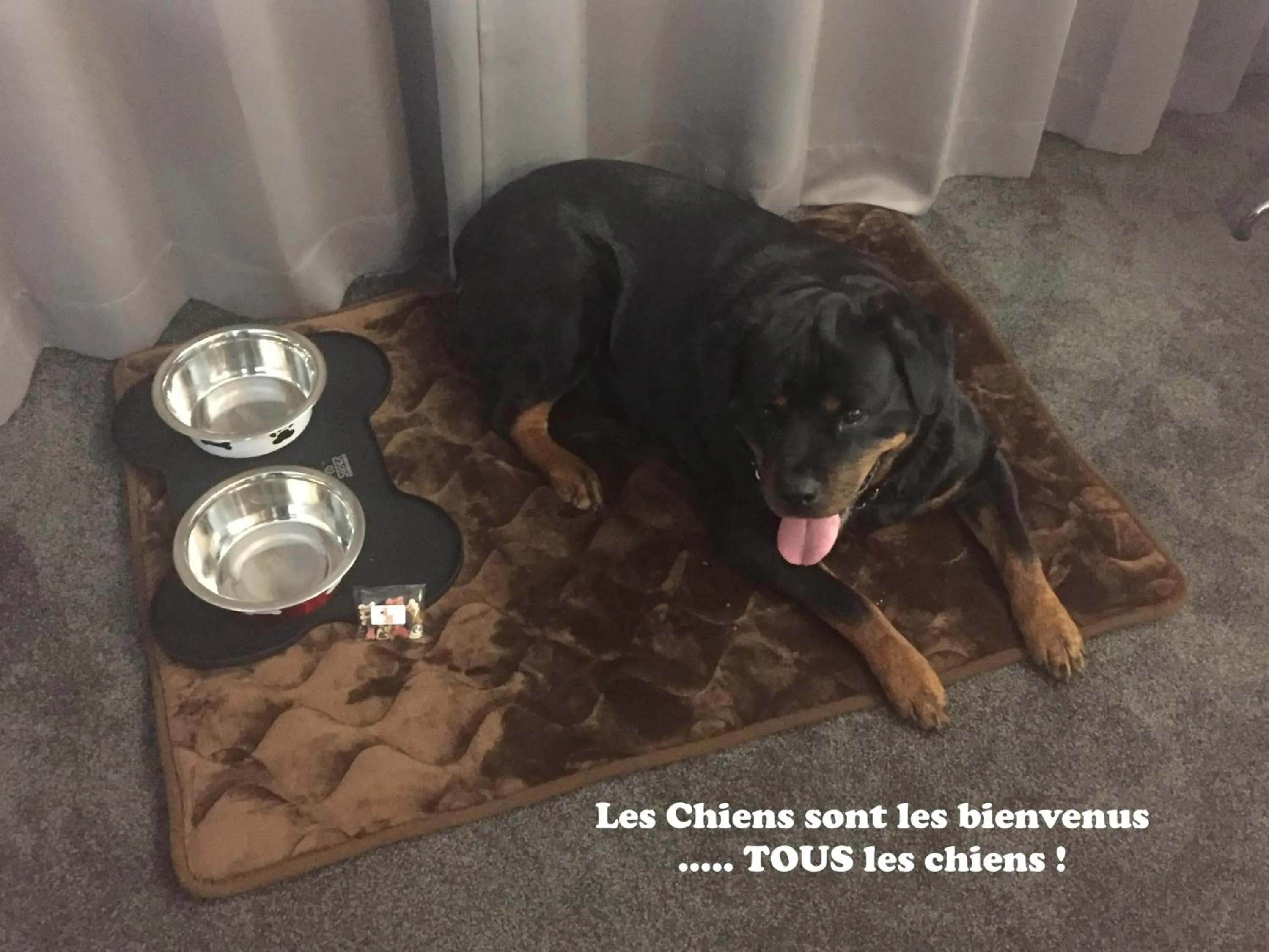 Pets in Hôtel Saphir Lyon