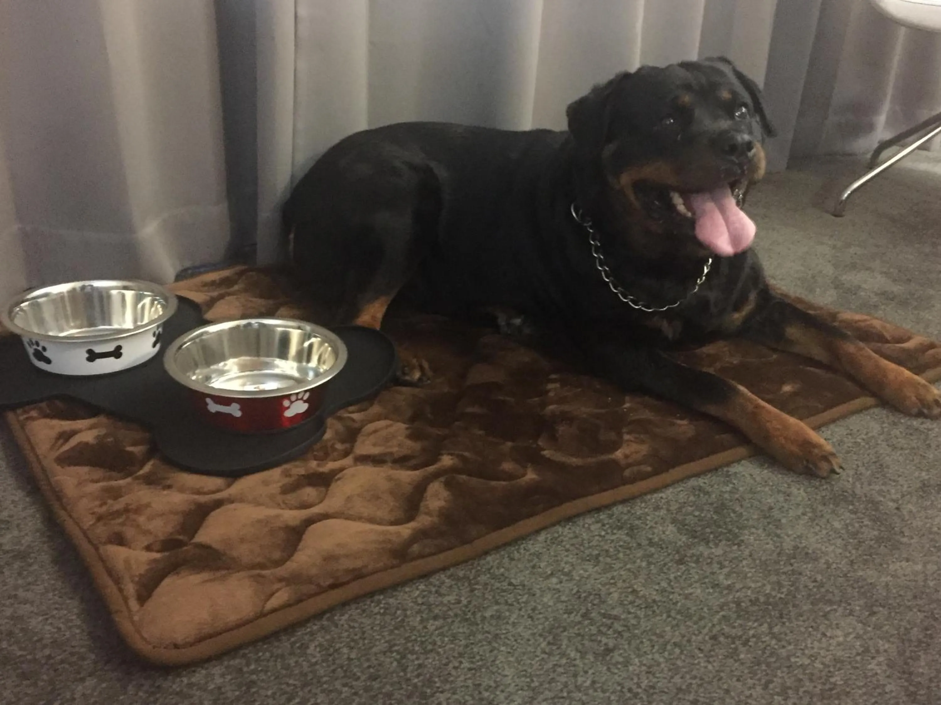 Pets in Hôtel Saphir Lyon