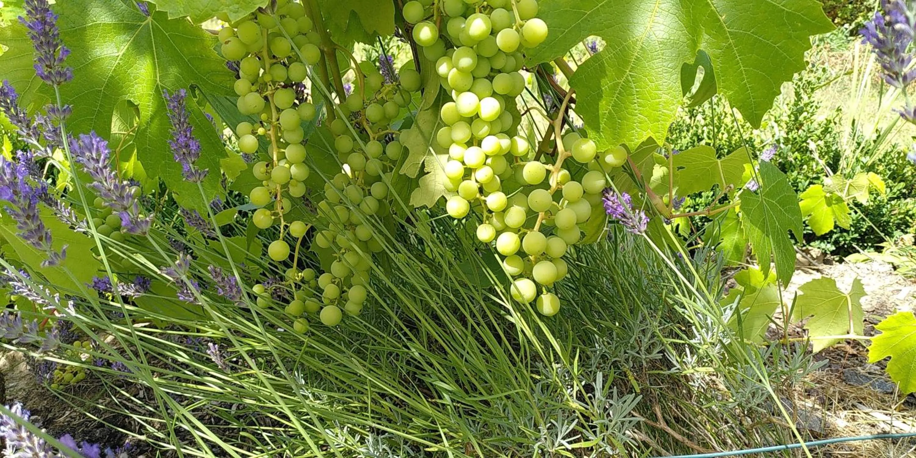 Day in Le jardin de Saint Jean