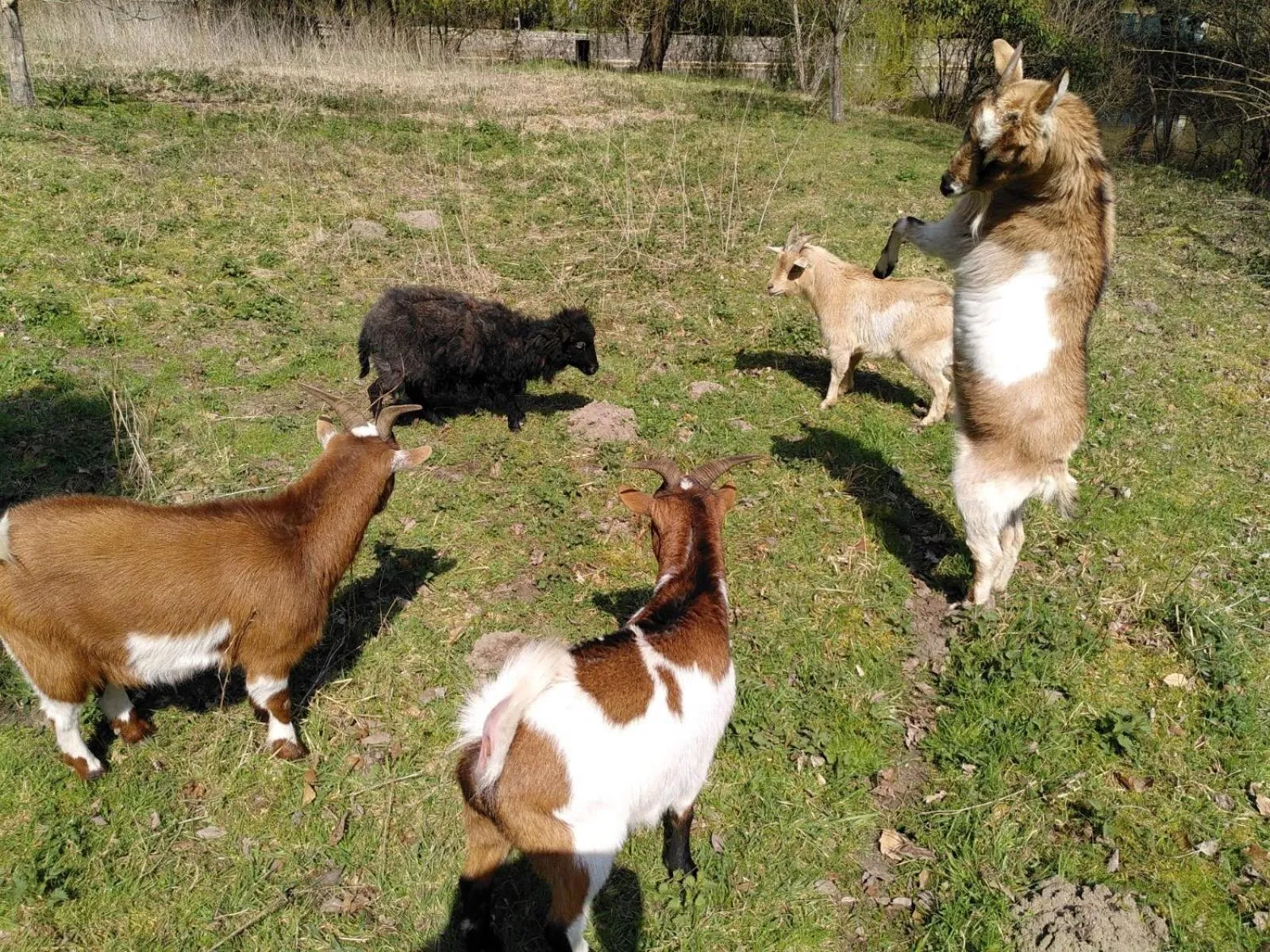 Animals in Le jardin de Saint Jean