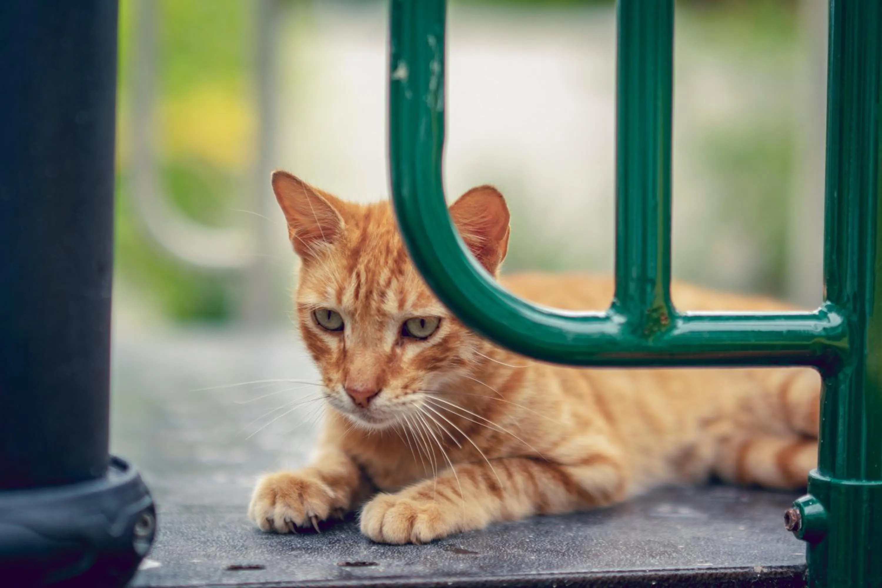 Pets in Loa Tolú by Bernalo Hotels