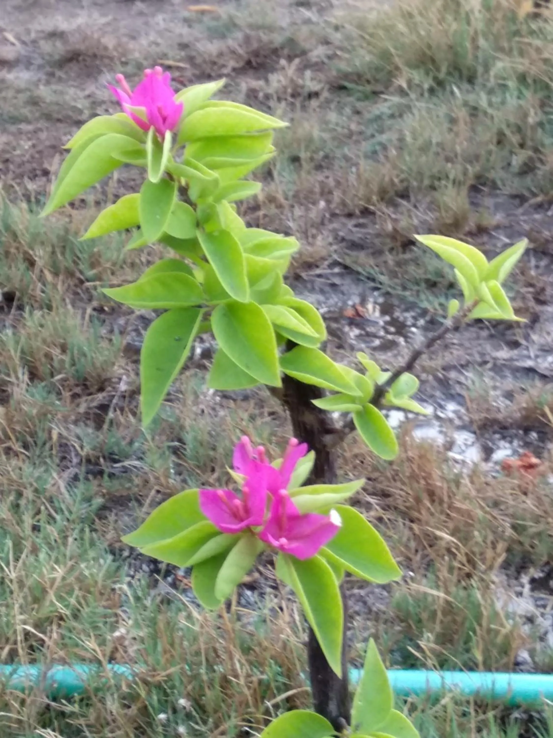 Garden in Cnunk Bungalow