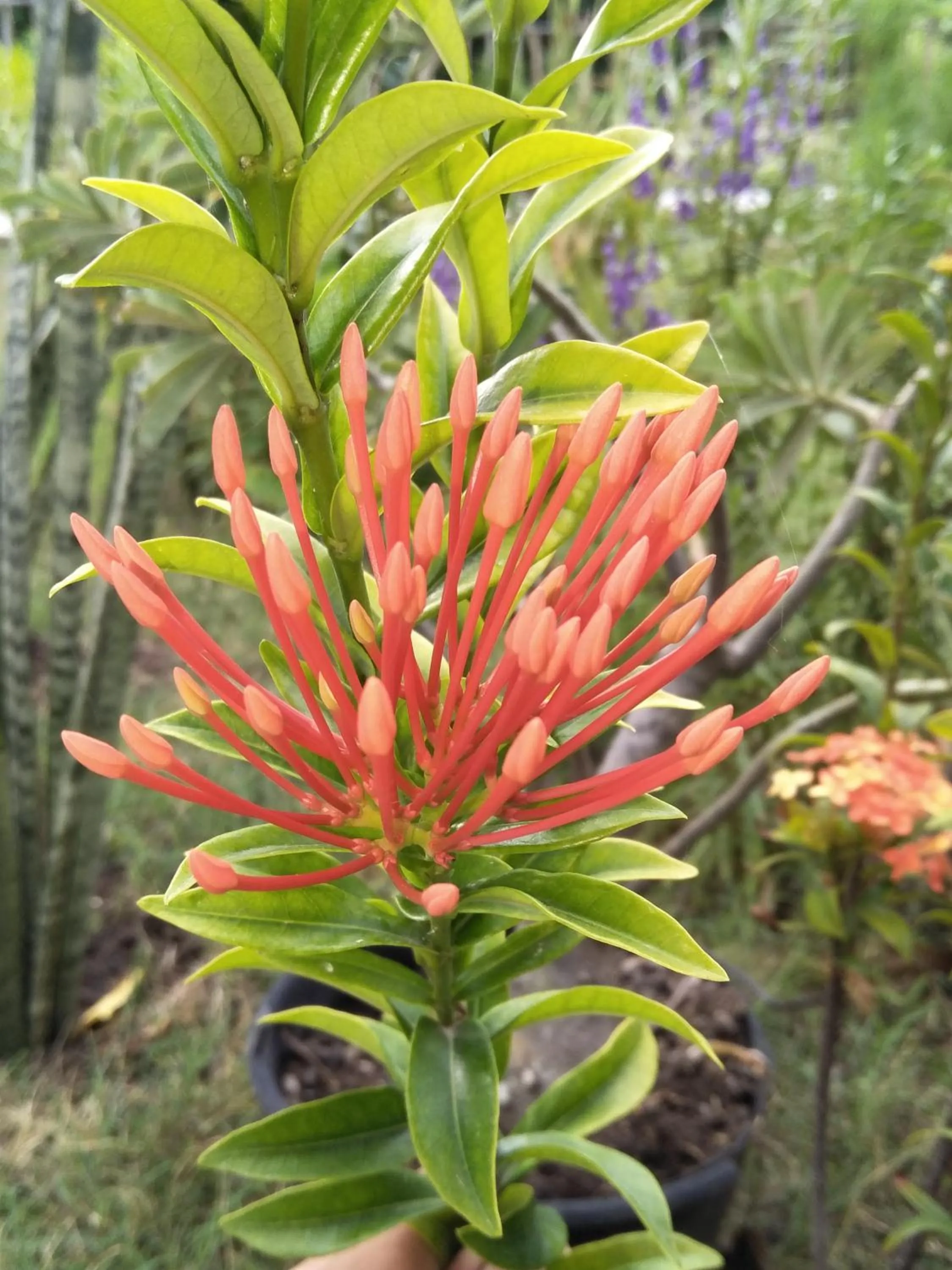 Spring in Cnunk Bungalow