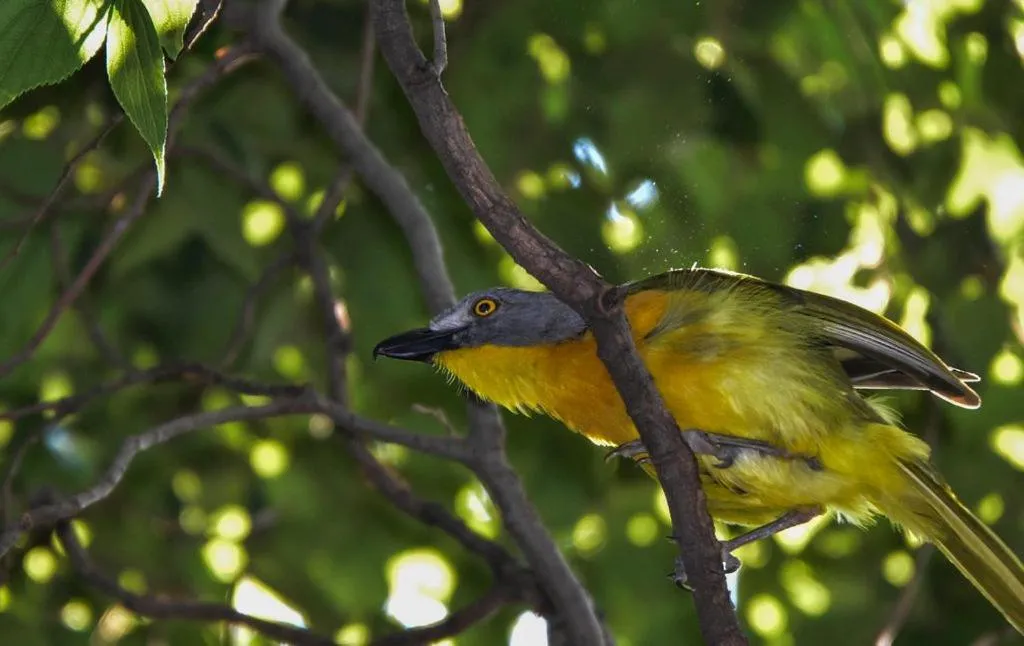 Animals in Pierneef's Kraal