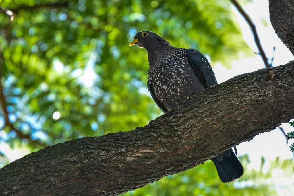 Animals in Pierneef's Kraal