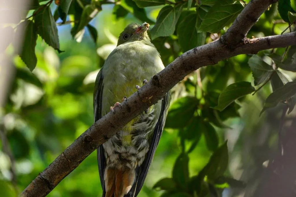 Animals in Pierneef's Kraal