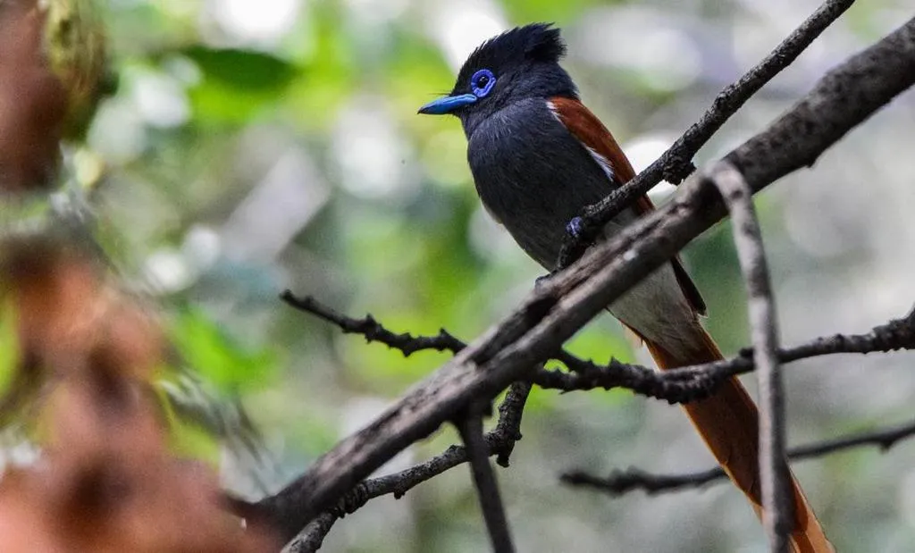 Animals in Pierneef's Kraal