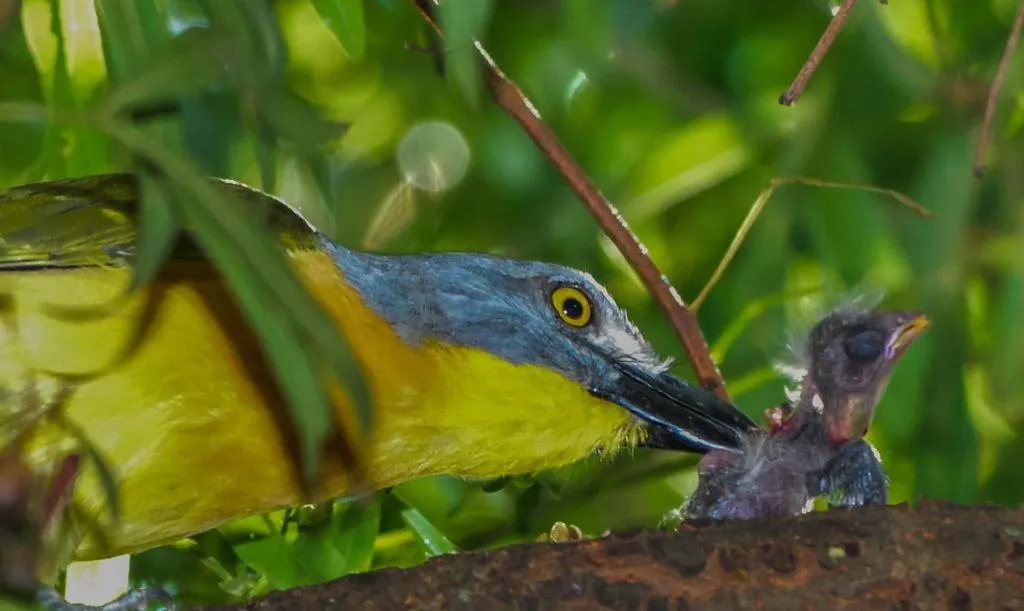 Animals in Pierneef's Kraal
