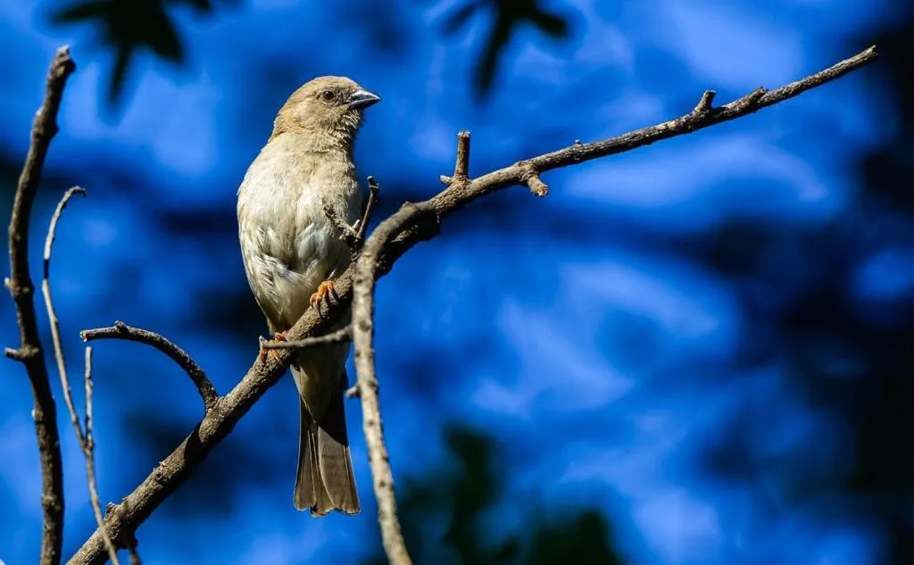 Animals in Pierneef's Kraal