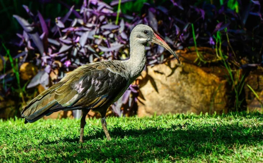 Animals in Pierneef's Kraal