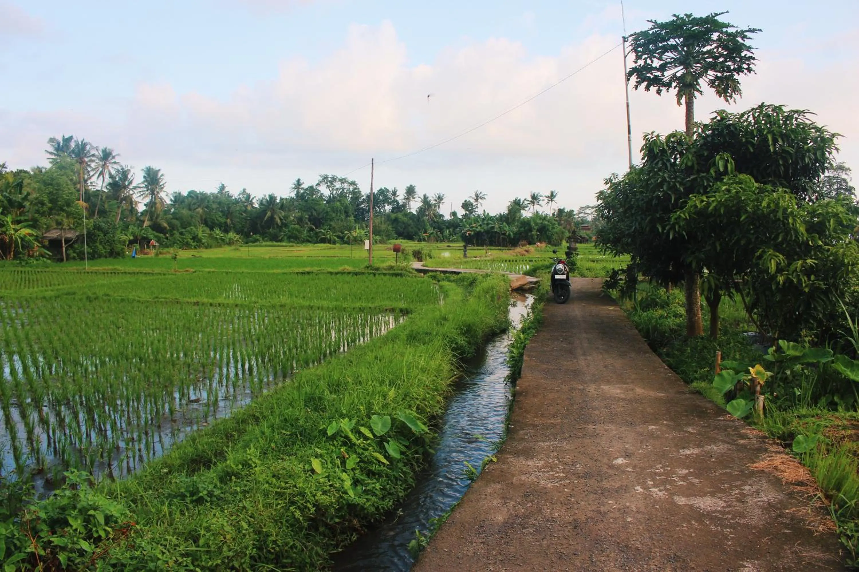 Natural landscape in ThanTha Ubud Villa
