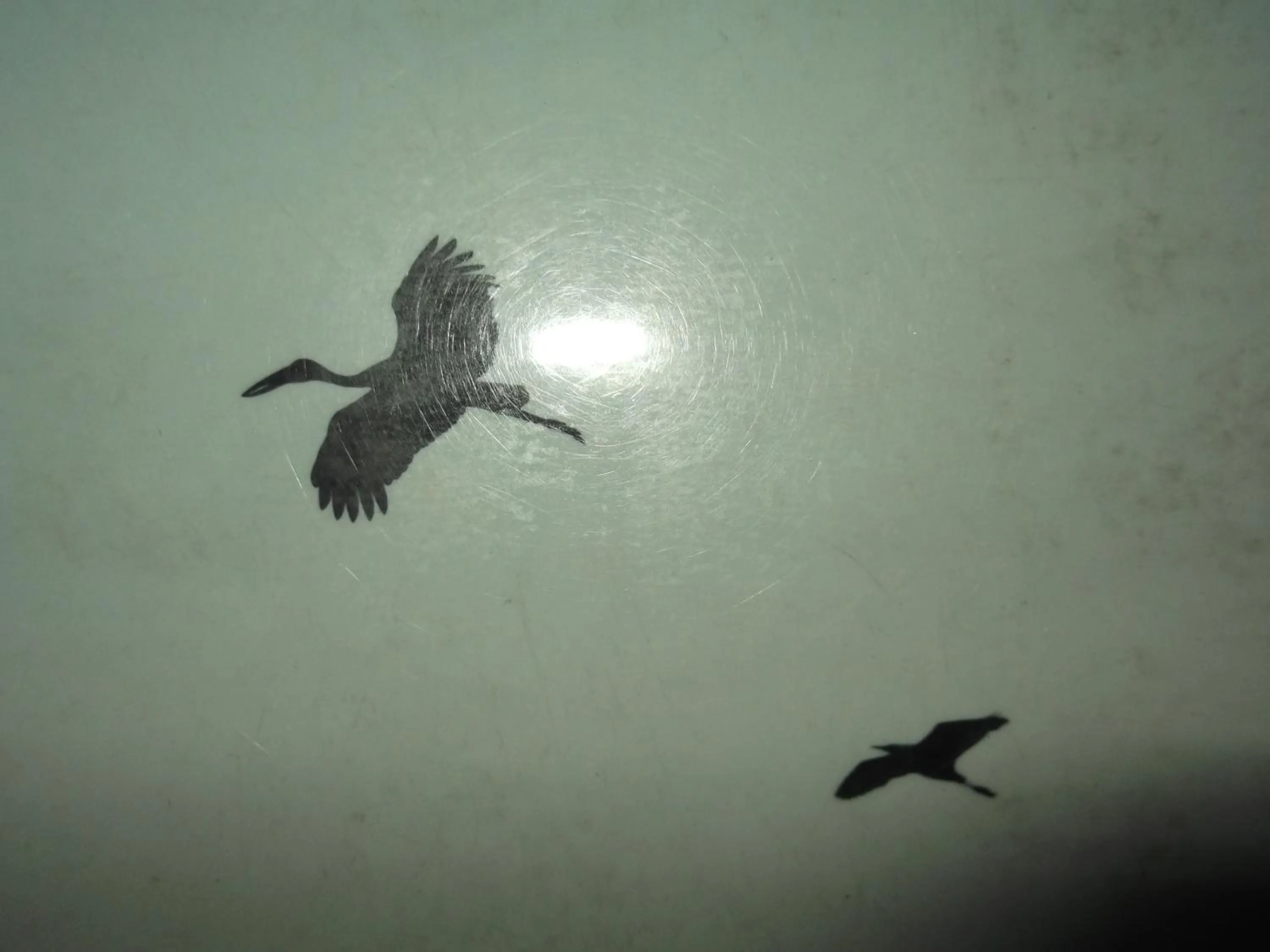 Animals in Star Sun Homestay