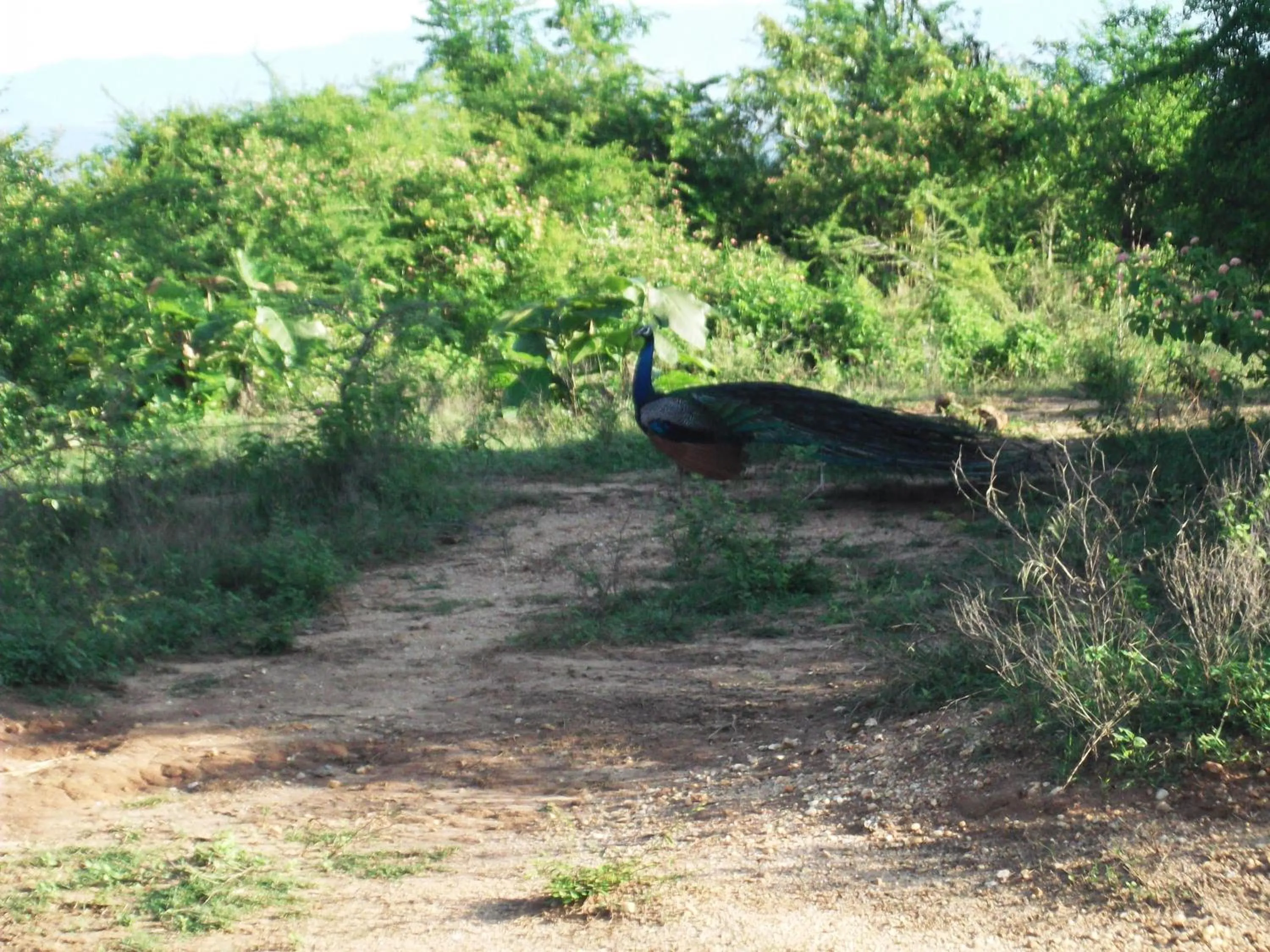 Animals in Star Sun Homestay