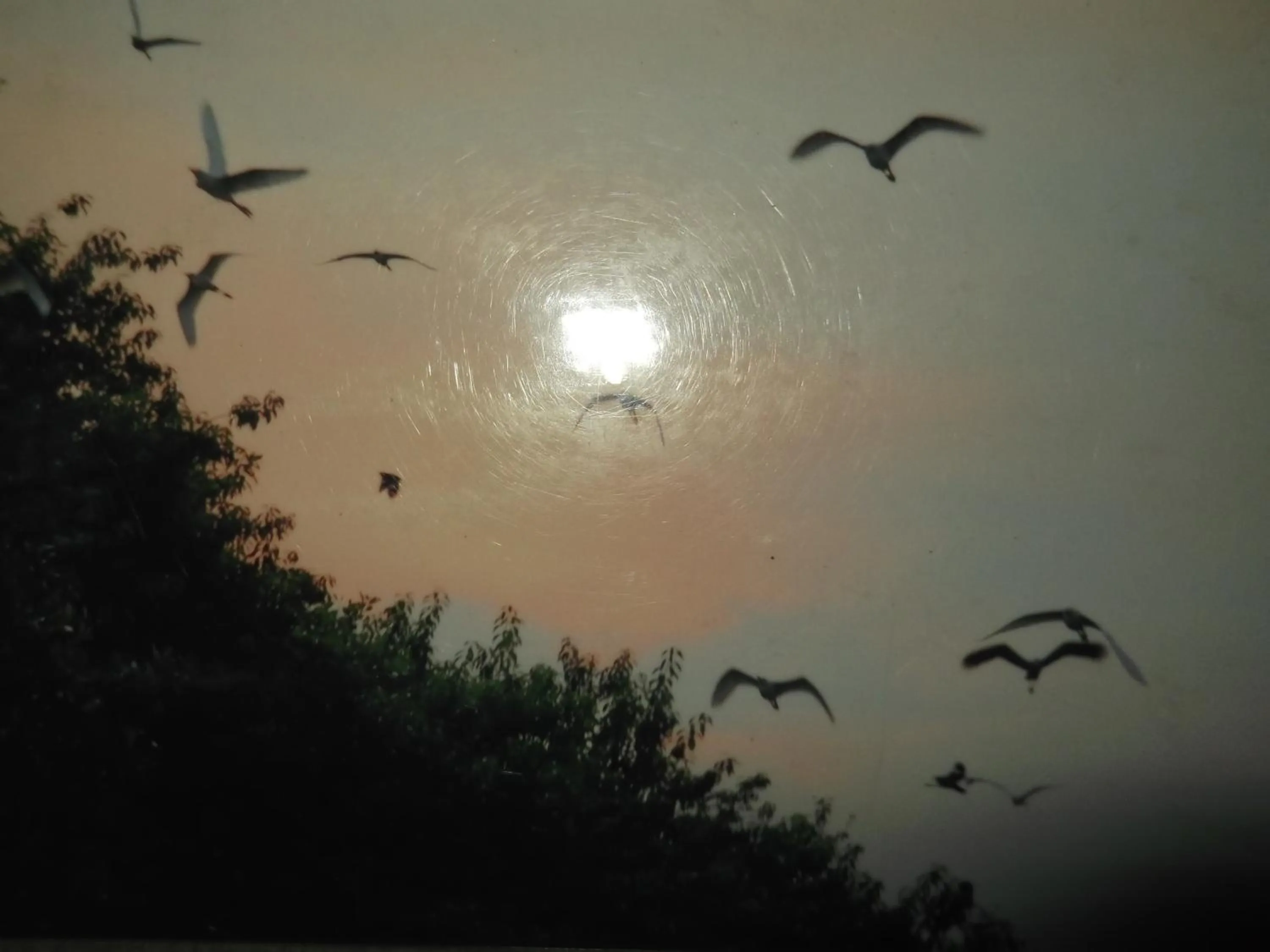 Animals in Star Sun Homestay