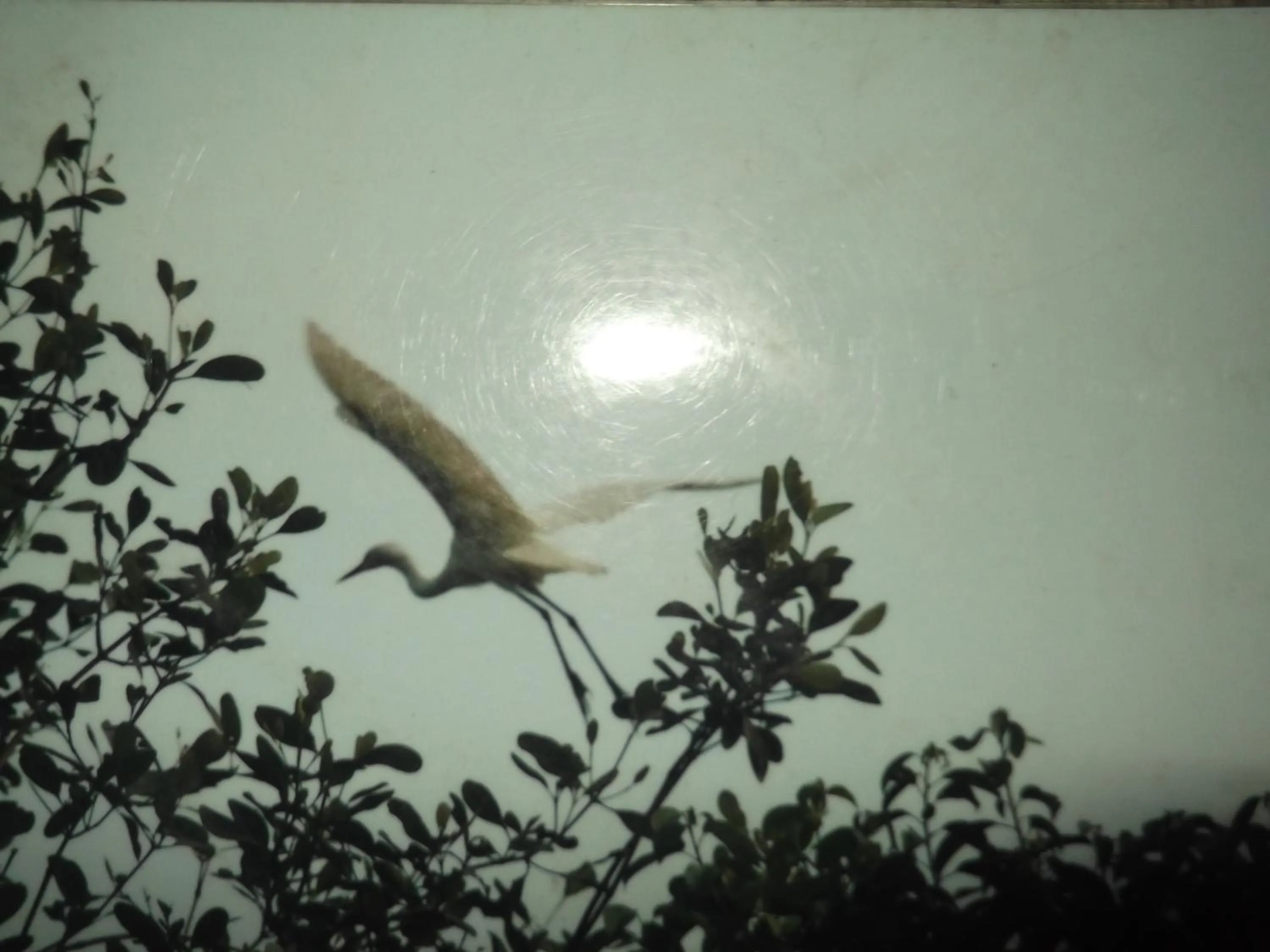 Animals in Star Sun Homestay