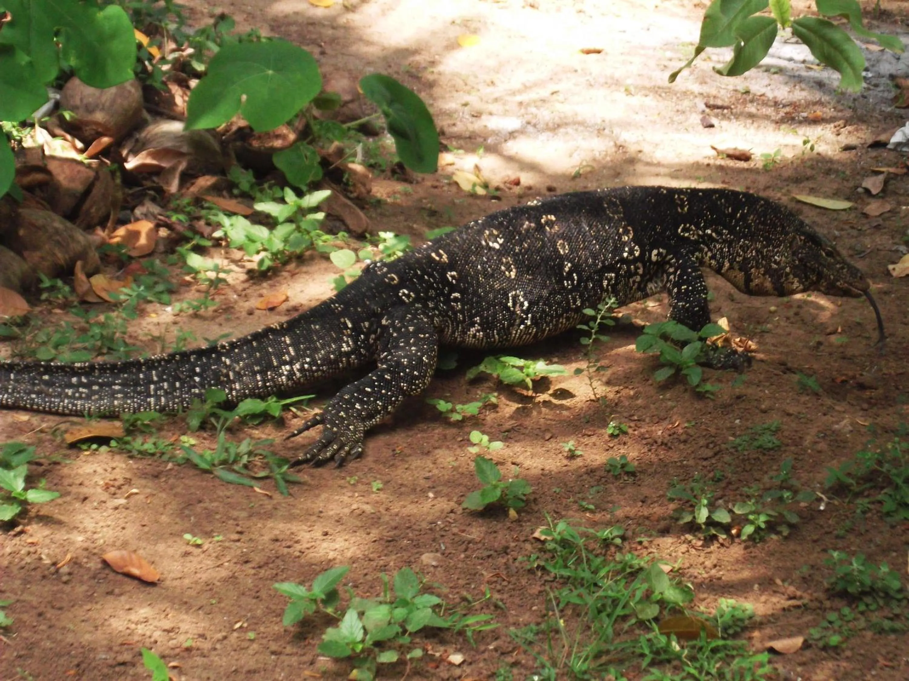 Animals in Star Sun Homestay