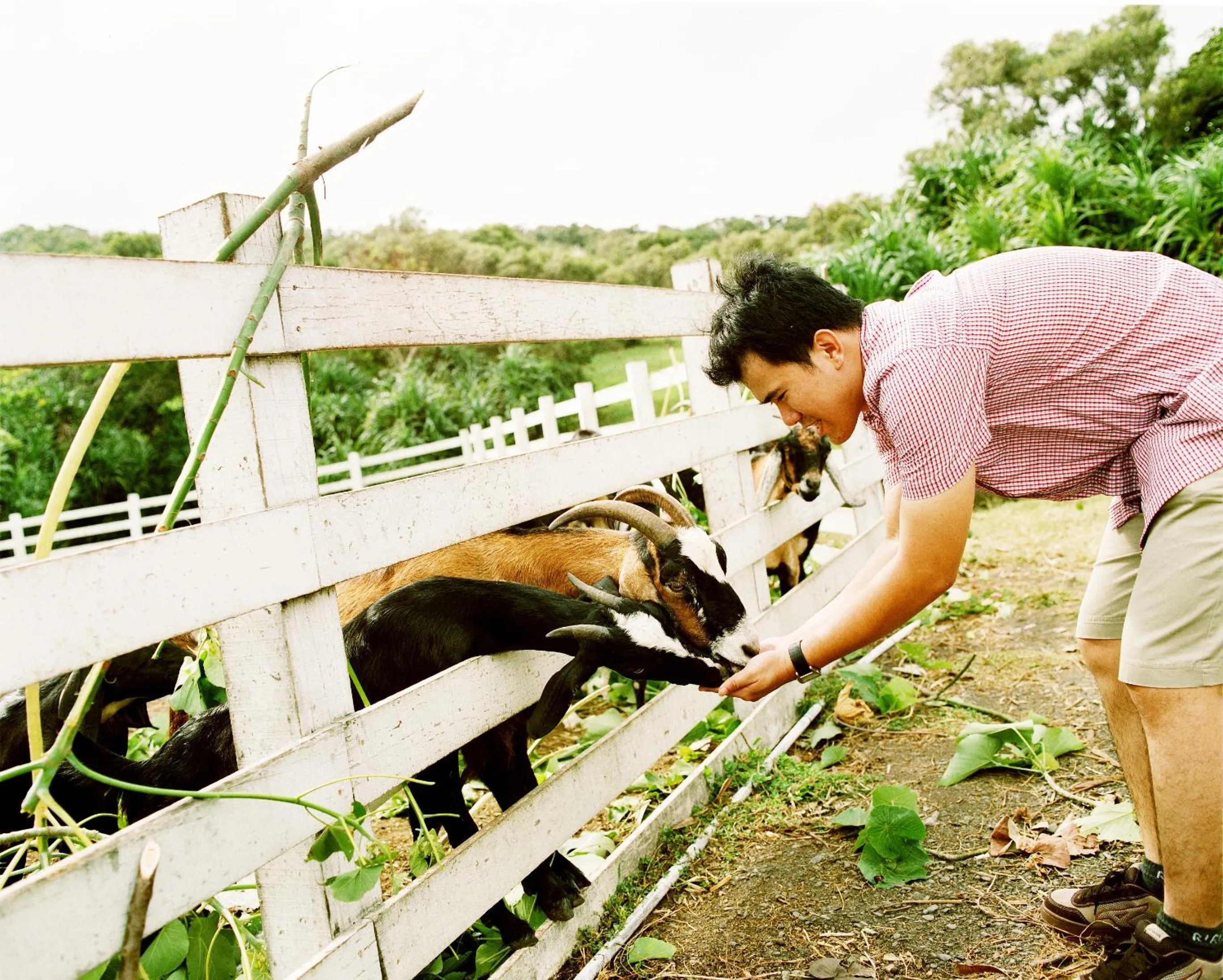 Animals in Kentington Resort