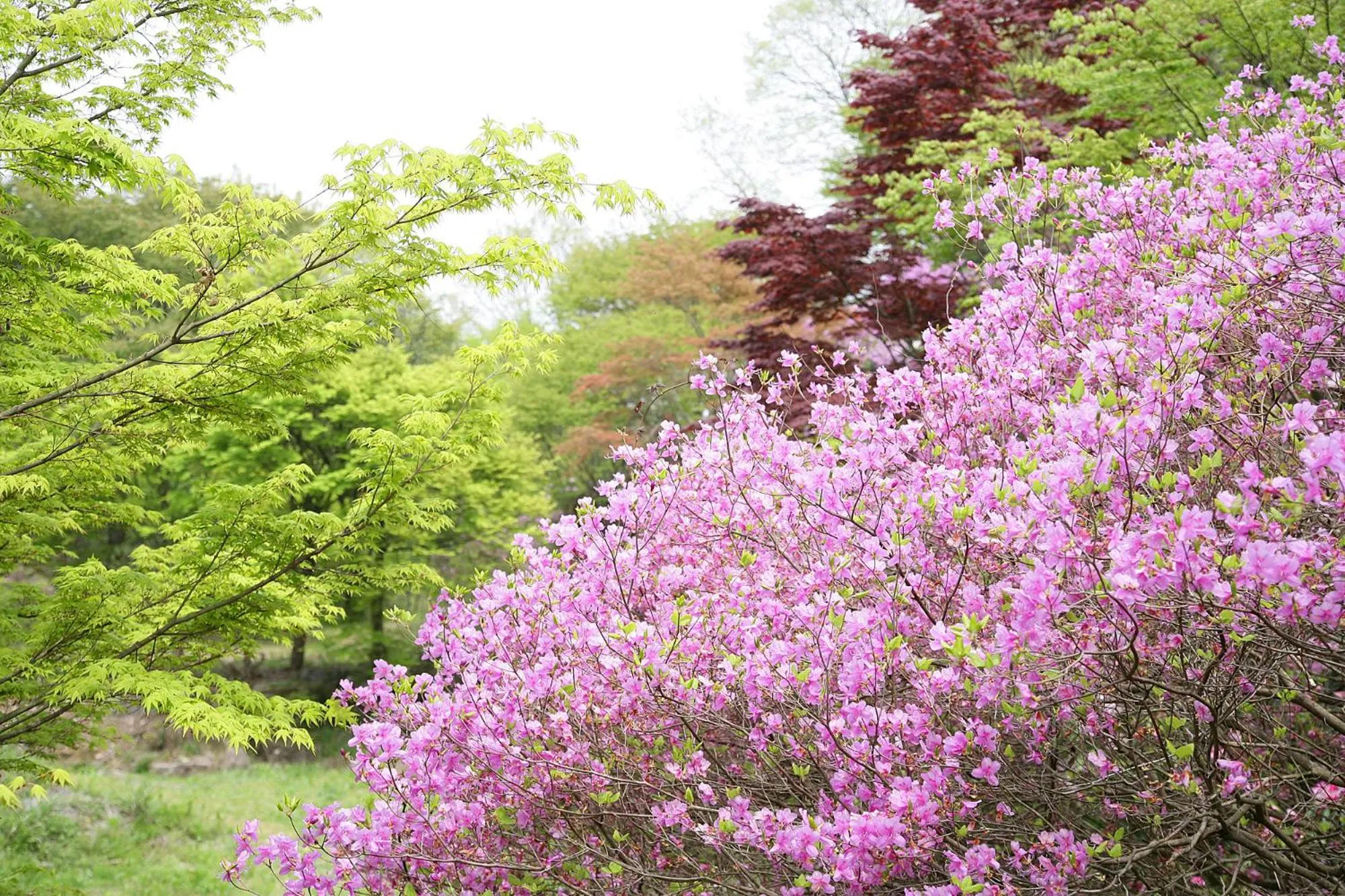 Garden in Greenpia Yame