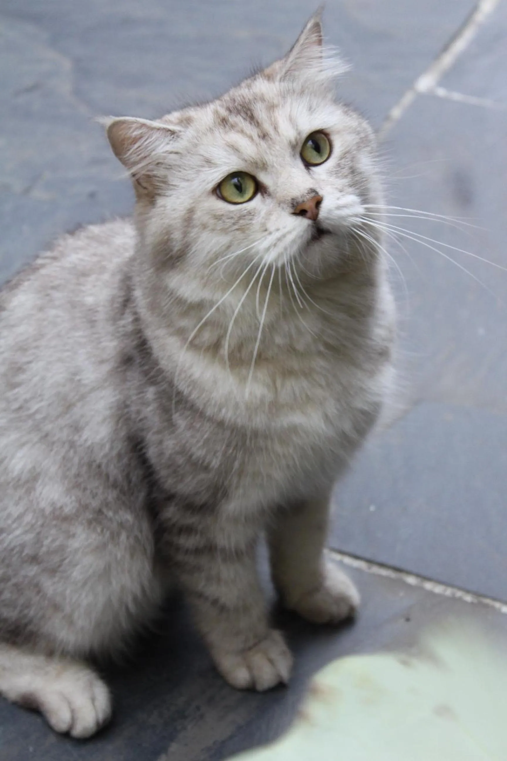 Pets in Chaozhou Hello Inn