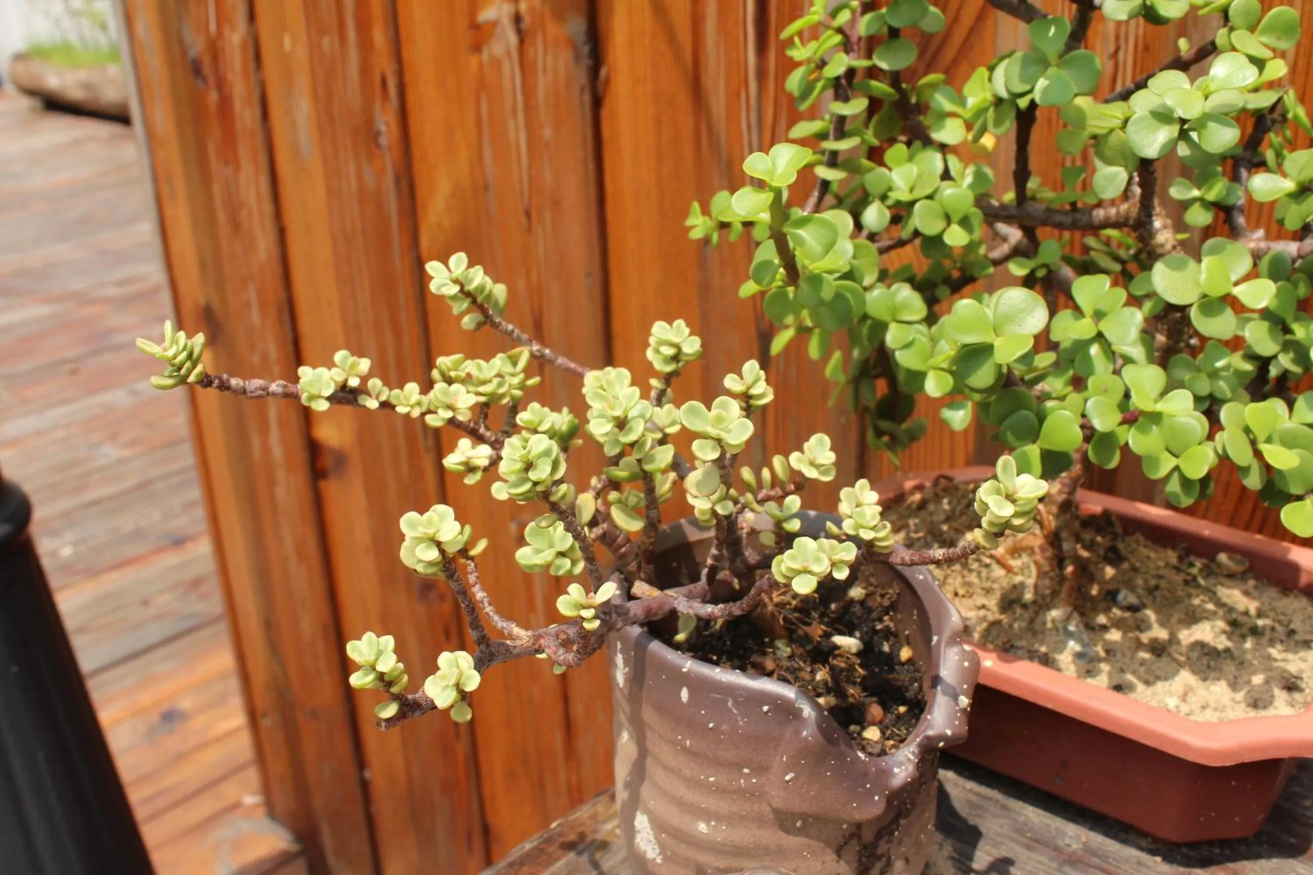 Garden in Chaozhou Hello Inn