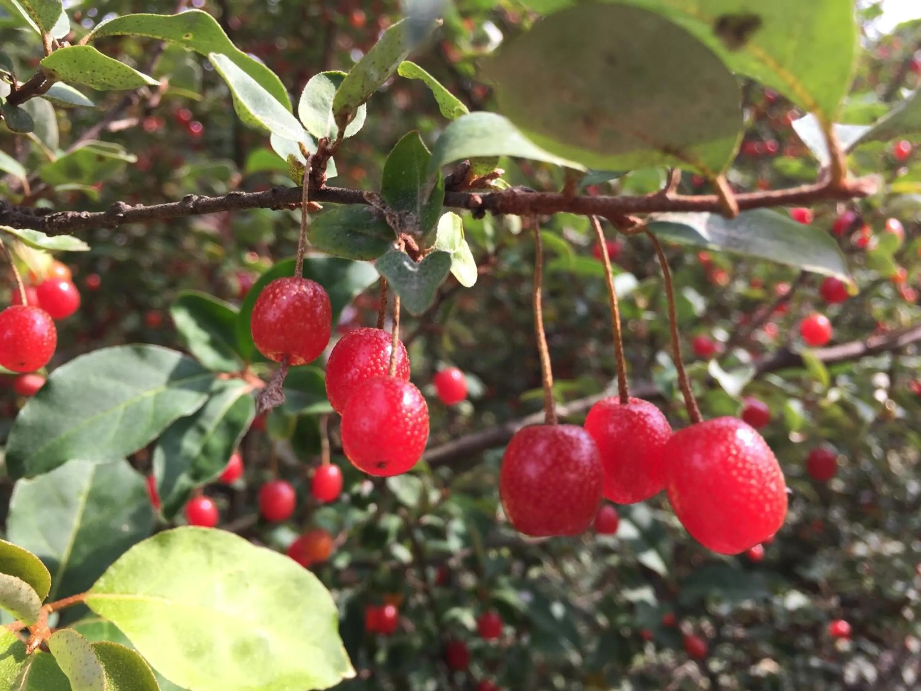 Garden in Goemon Kyoto Japan
