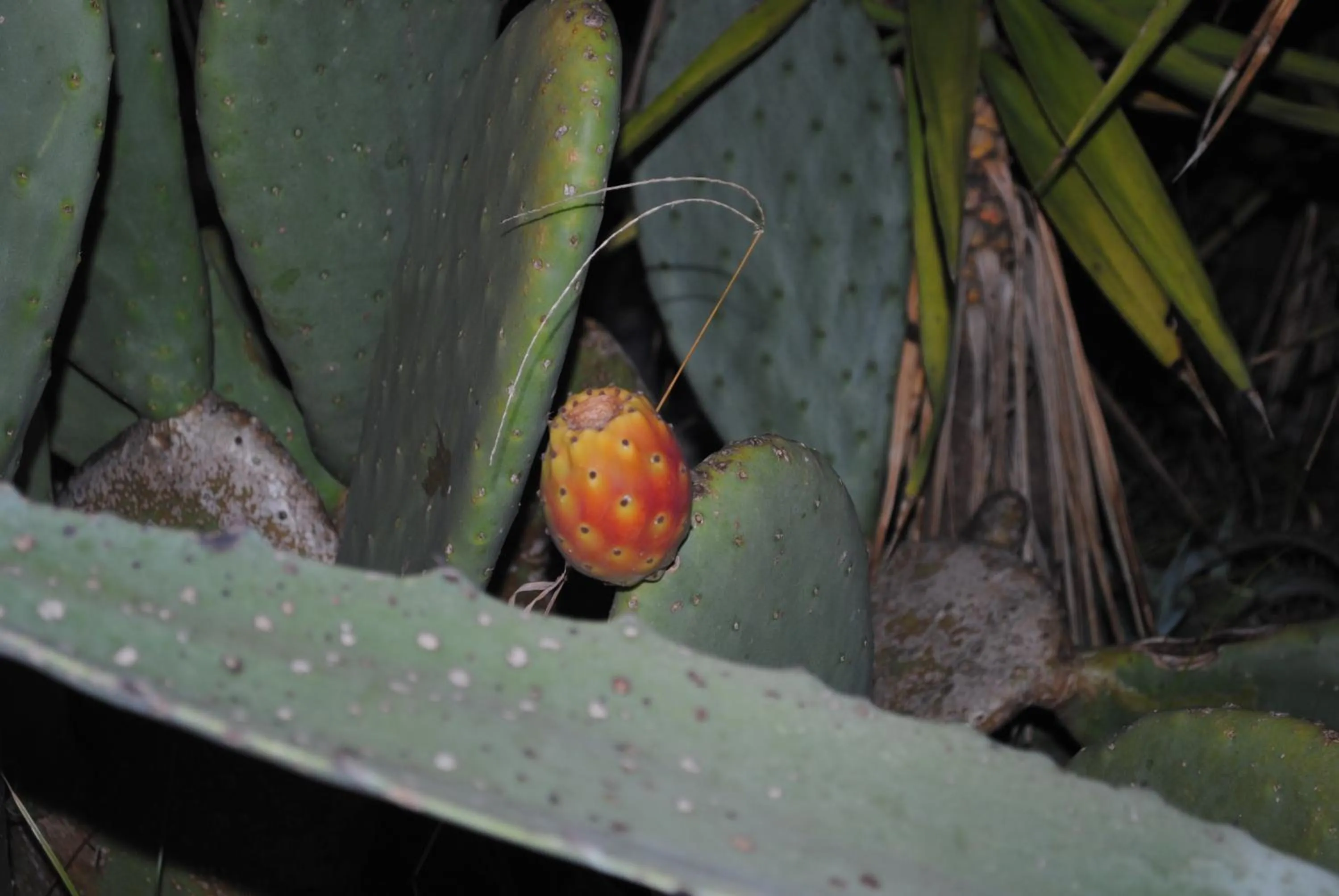 Other in Hotel Mastropeppe