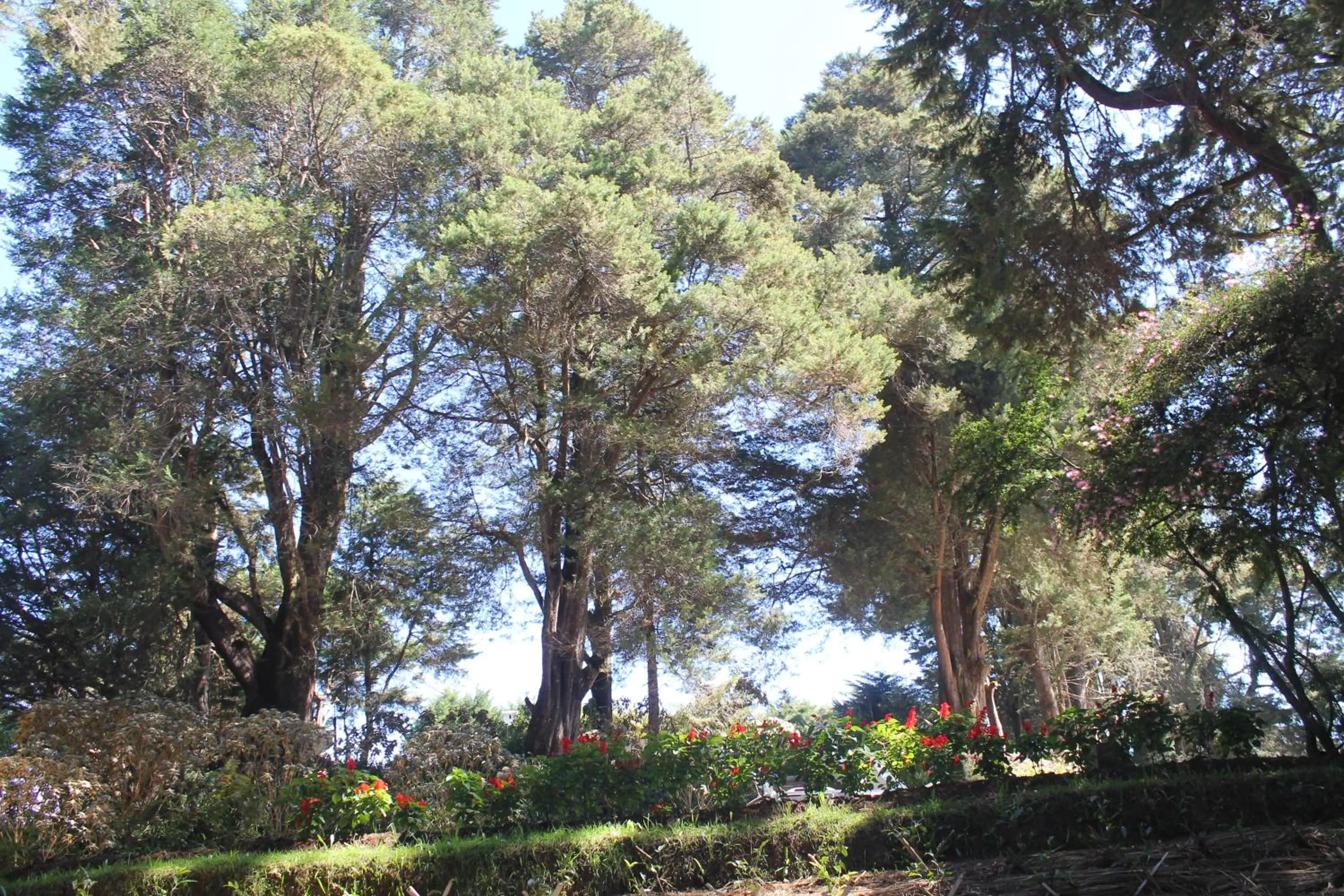 Garden in Mirage Kings Cottage