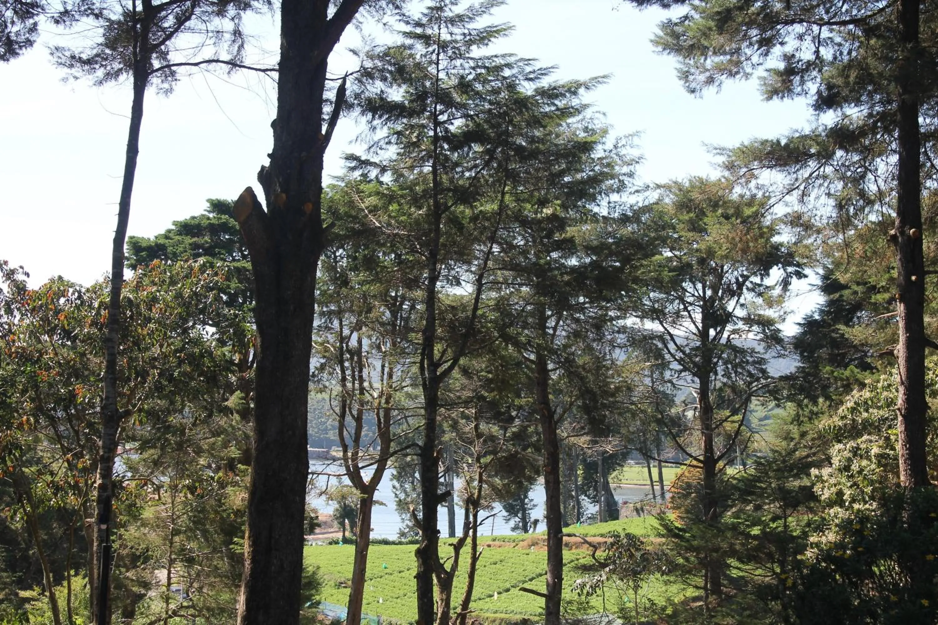 Natural landscape in Mirage Kings Cottage