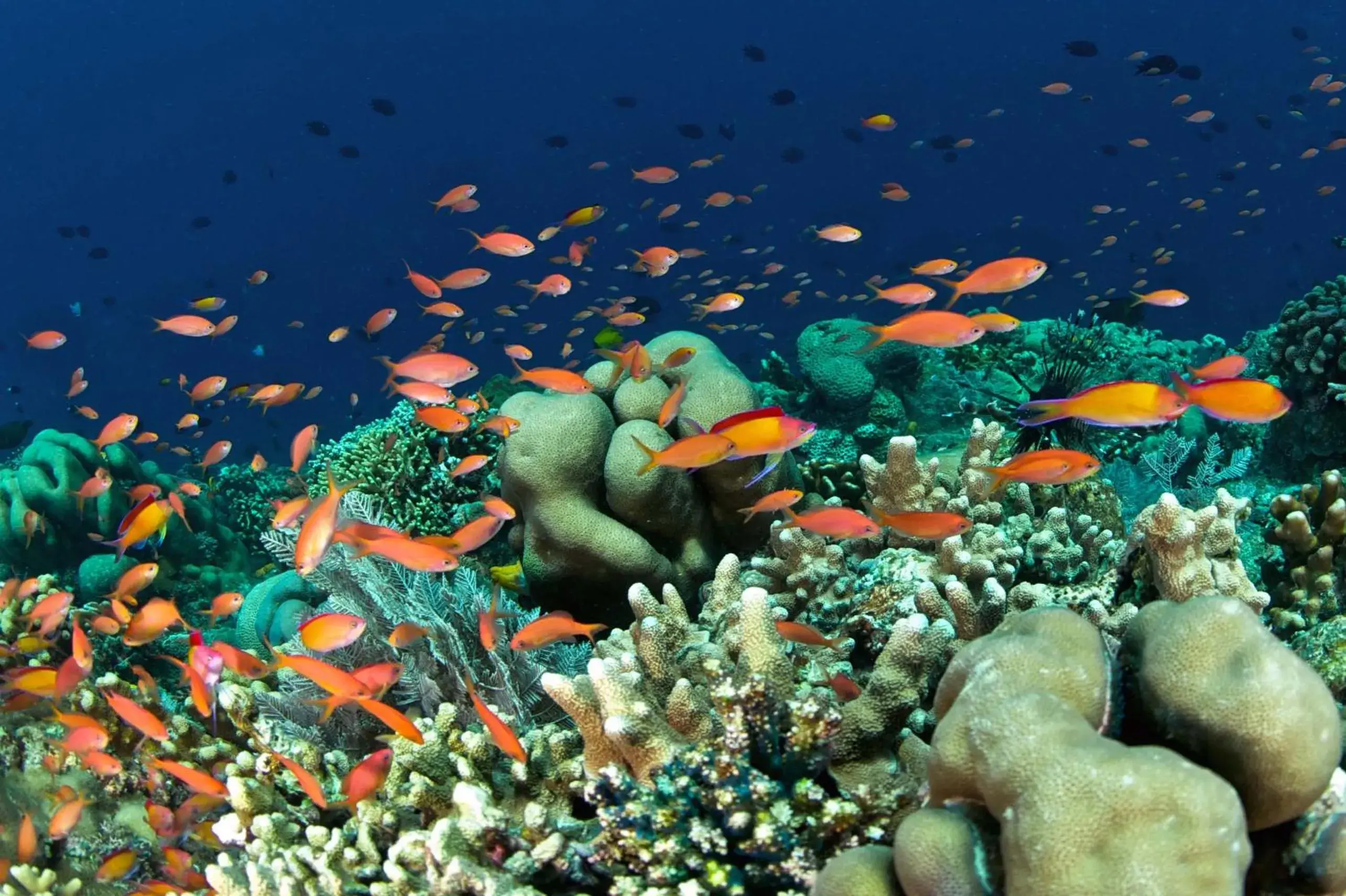 Diving, Other Animals in Murex Dive Resort