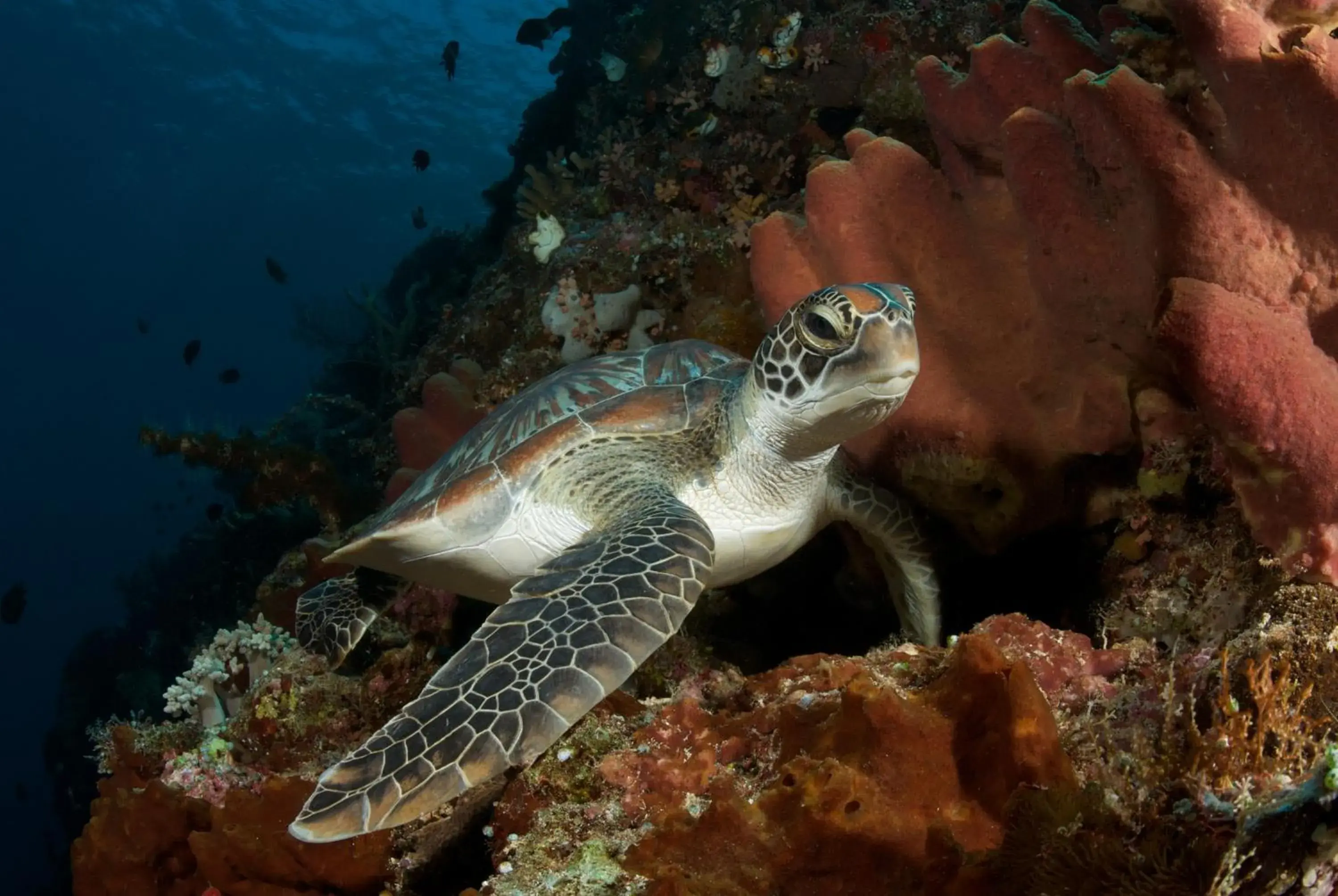 Diving, Other Animals in Murex Dive Resort