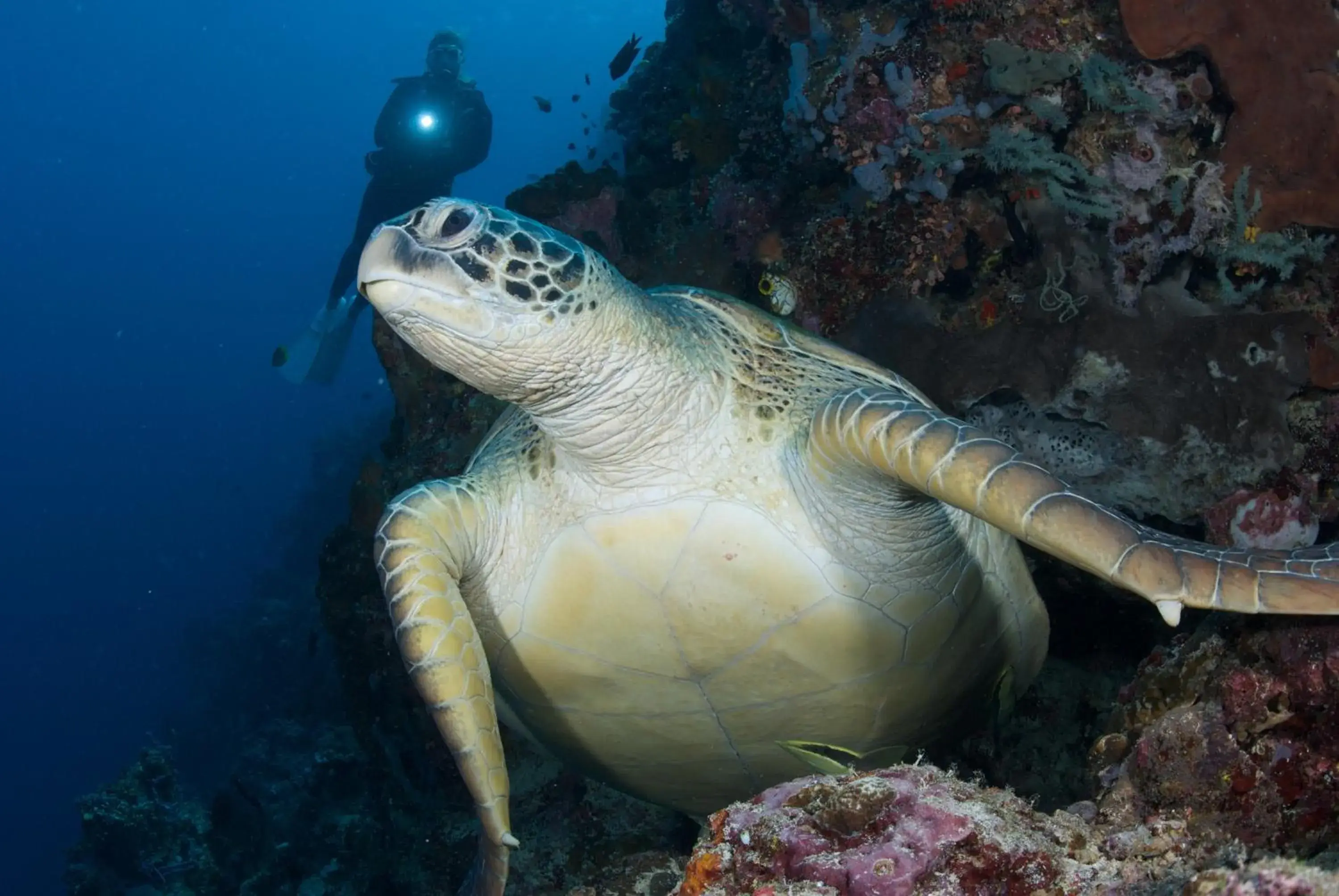 Diving, Other Animals in Murex Dive Resort