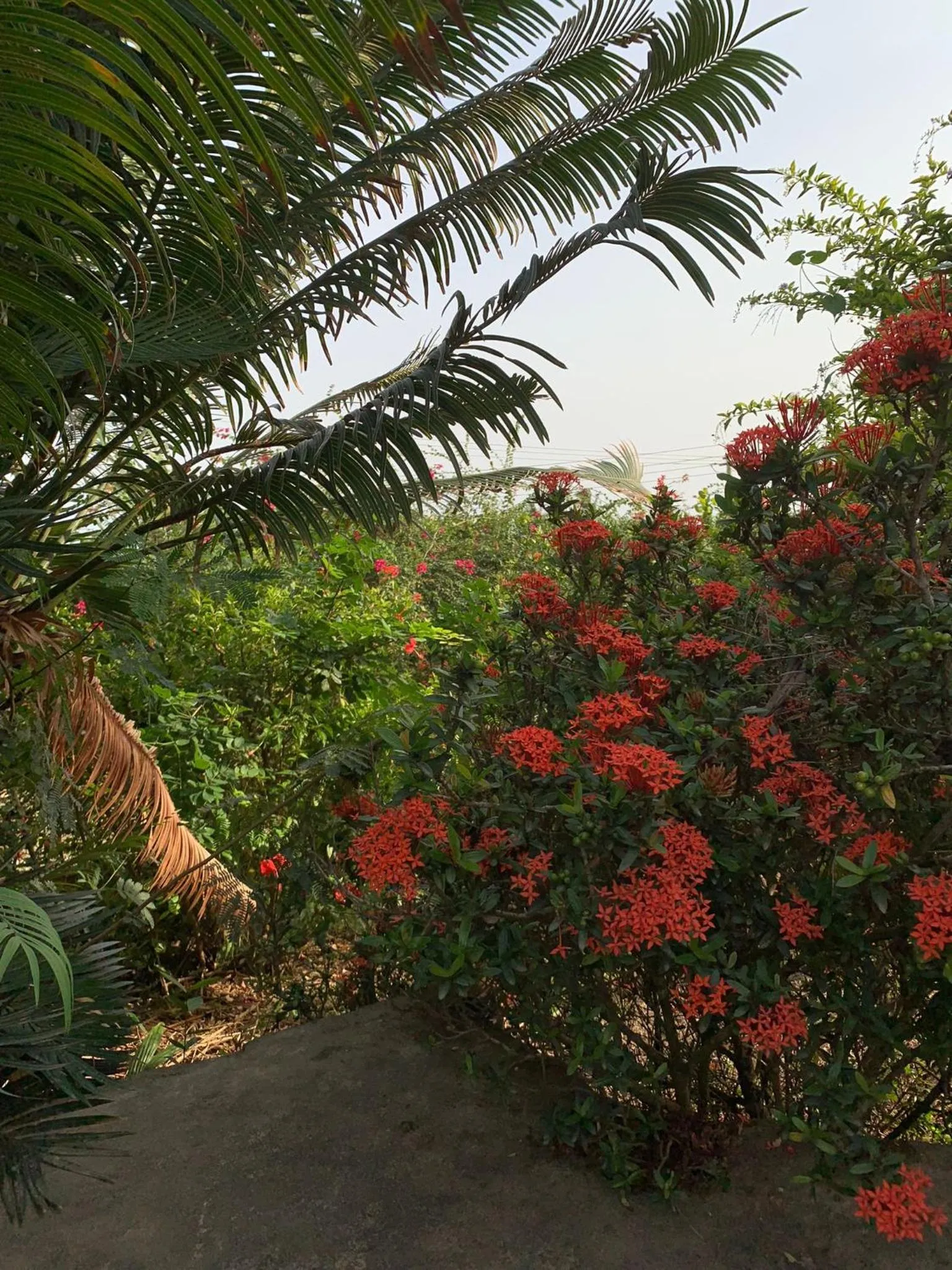 Paradise Ocean Resort