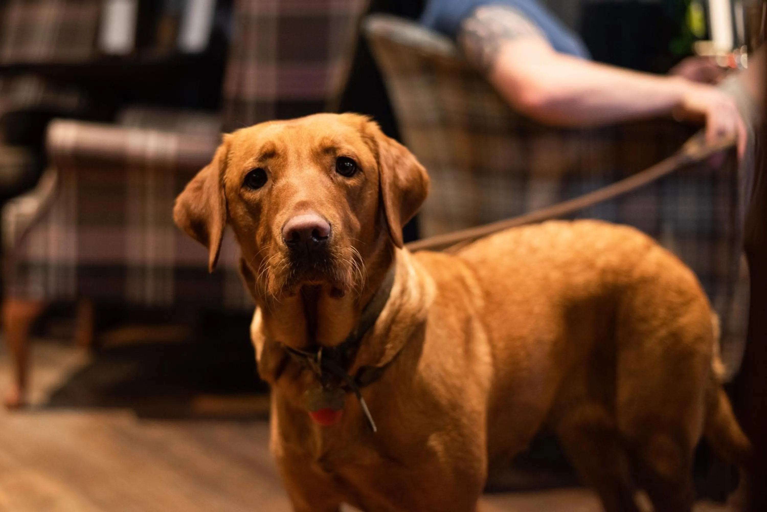 Pets in The King's Head Inn - The Inn Collection Group