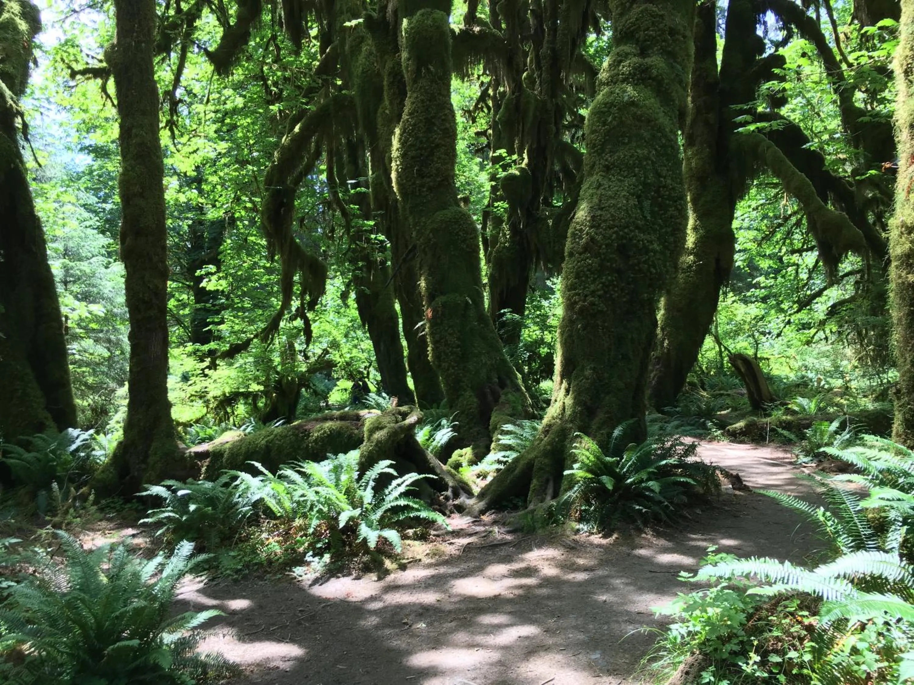 Natural landscape in Hoh Valley Cabins