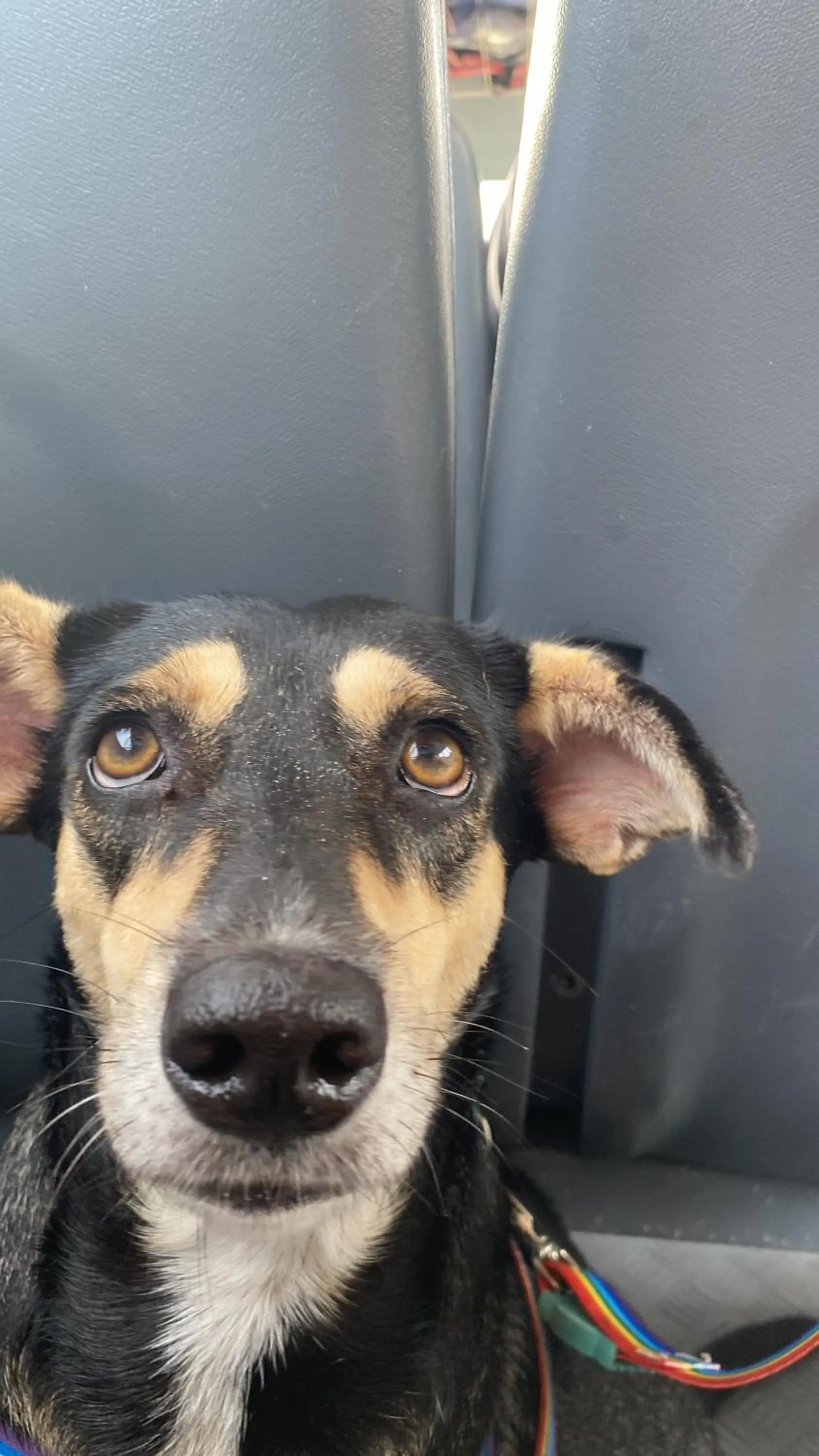 Pets in Casa Acquamarina