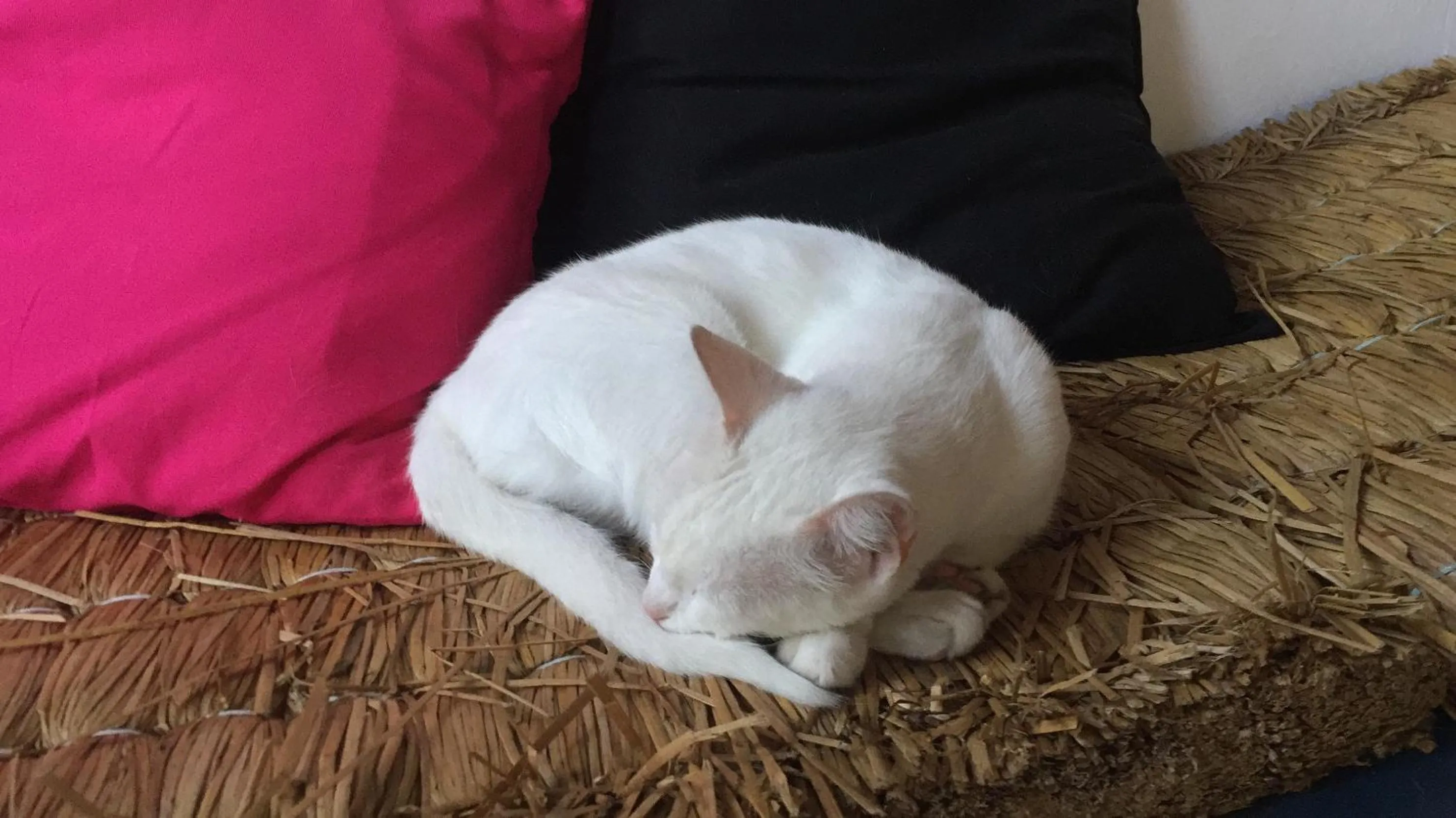 Pets in Casa Acquamarina