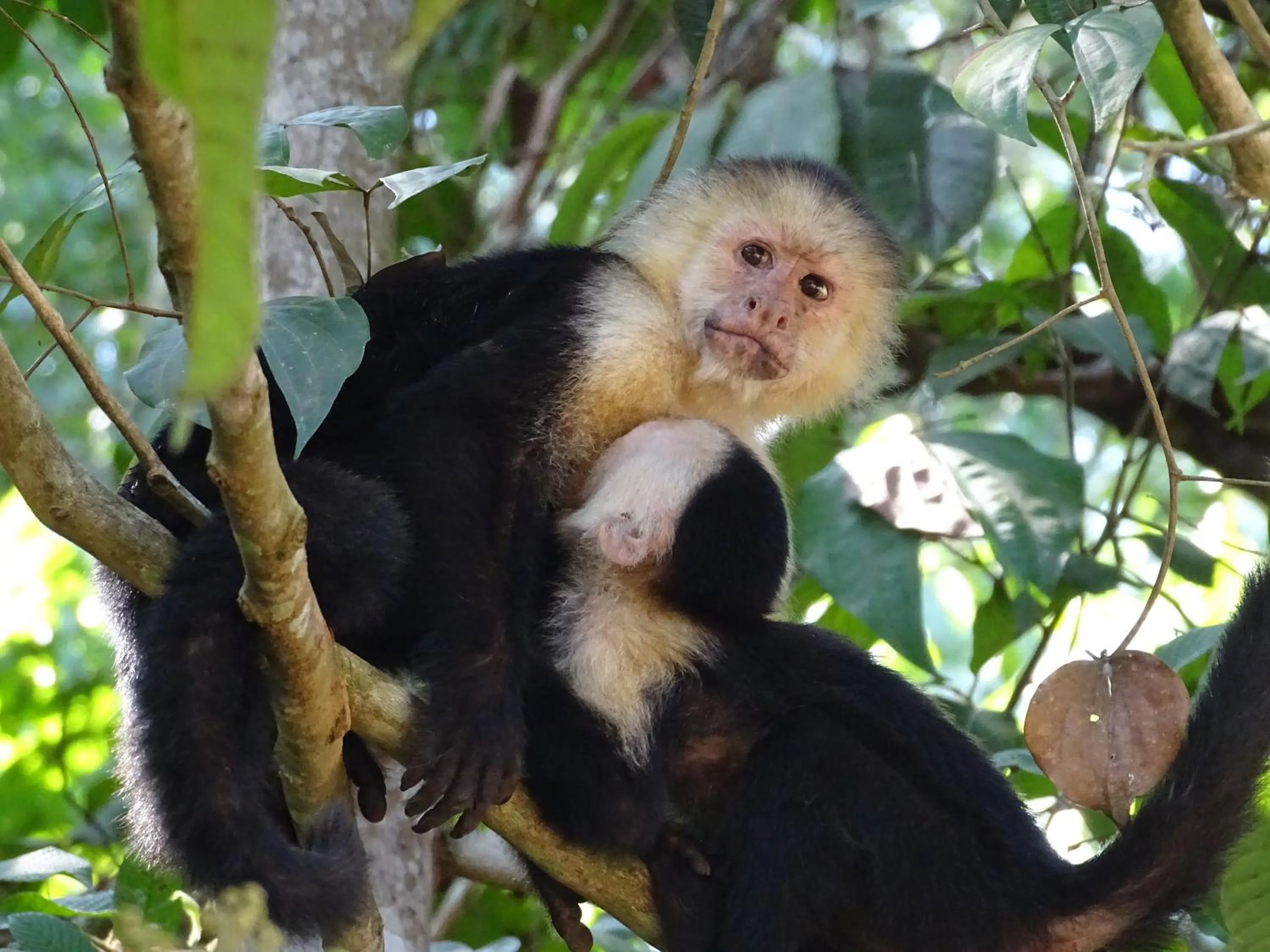 Activities in Hostel Osa Tucan Drake