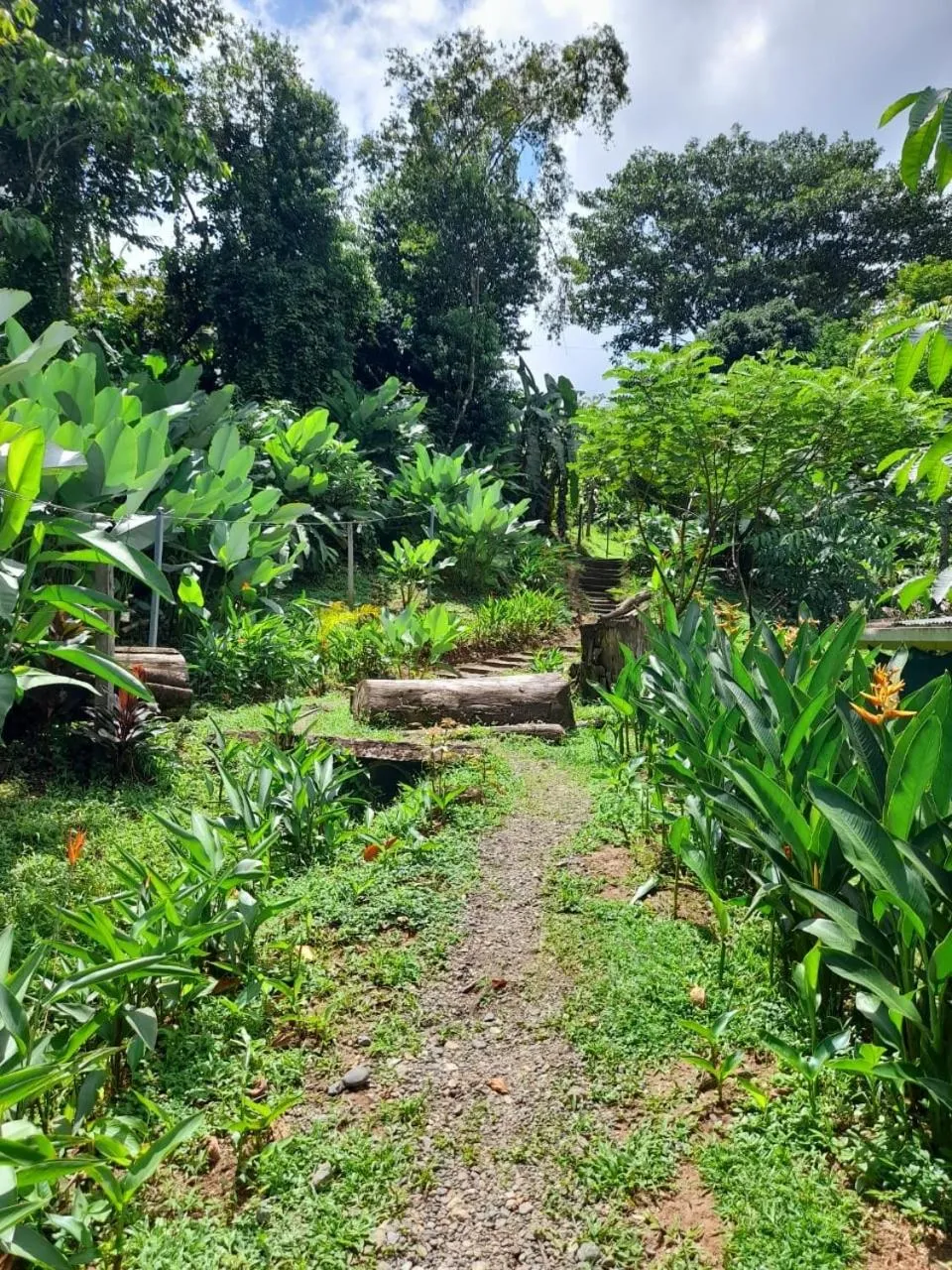 Natural landscape in Hostel Osa Tucan Drake