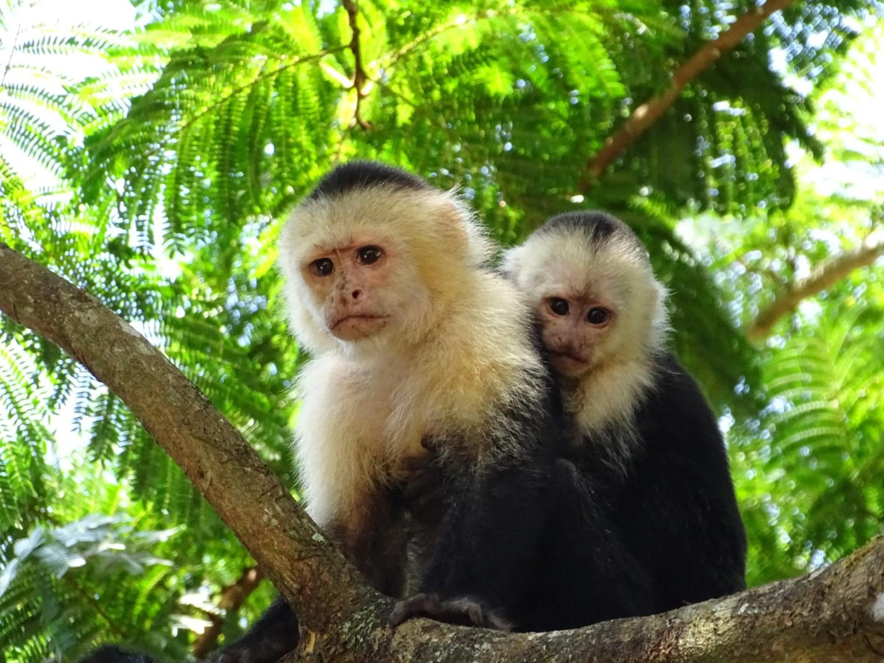 Garden view in Hostel Osa Tucan Drake