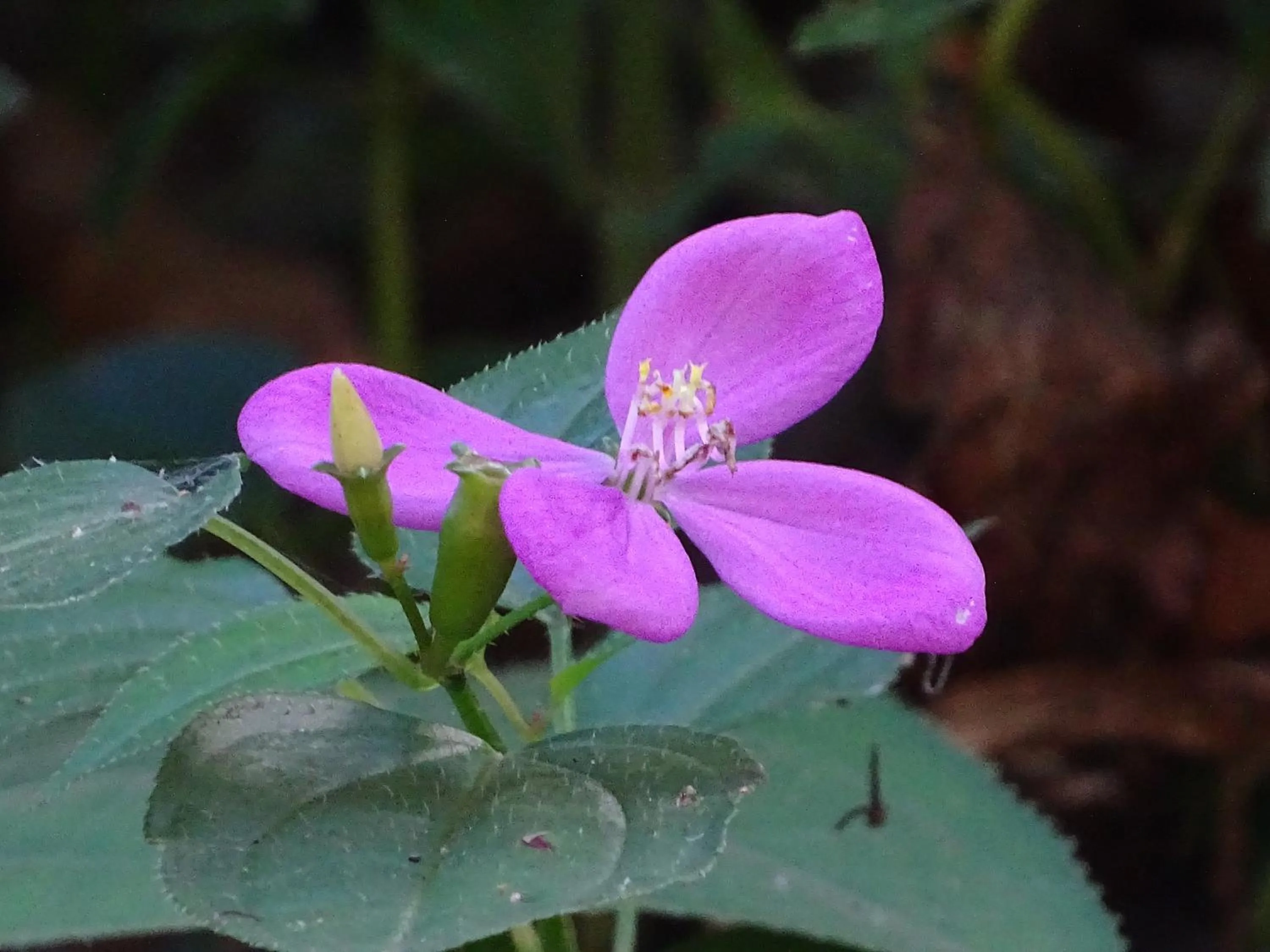 Garden view in Hostel Osa Tucan Drake