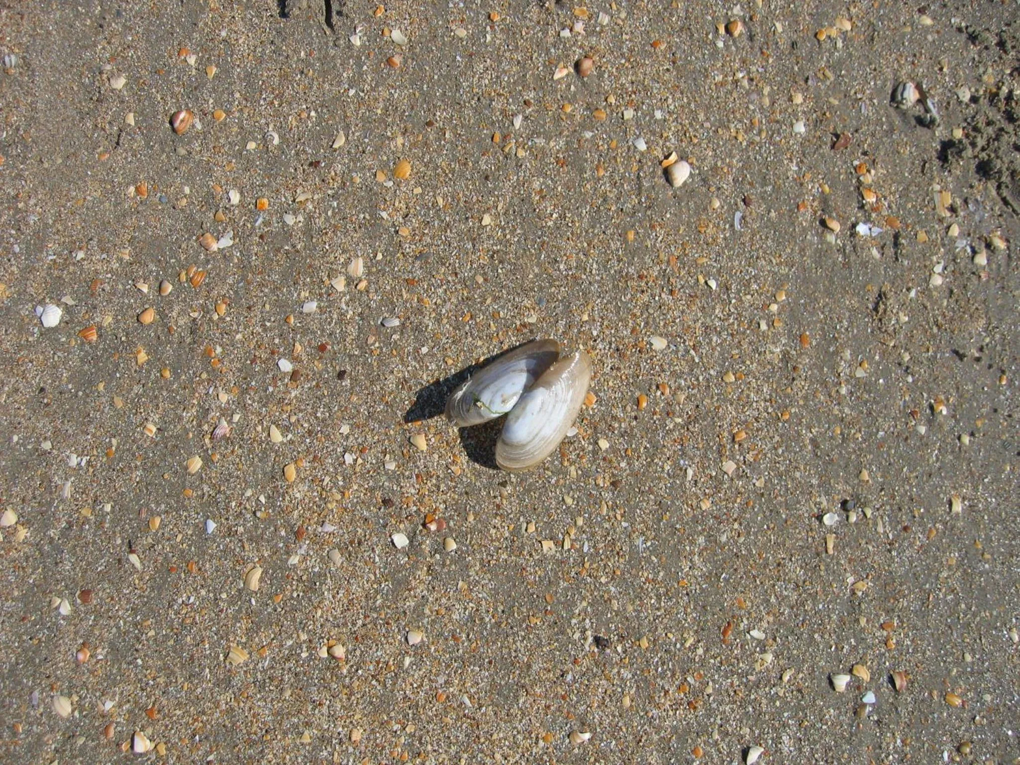 Day in Hotel Montana