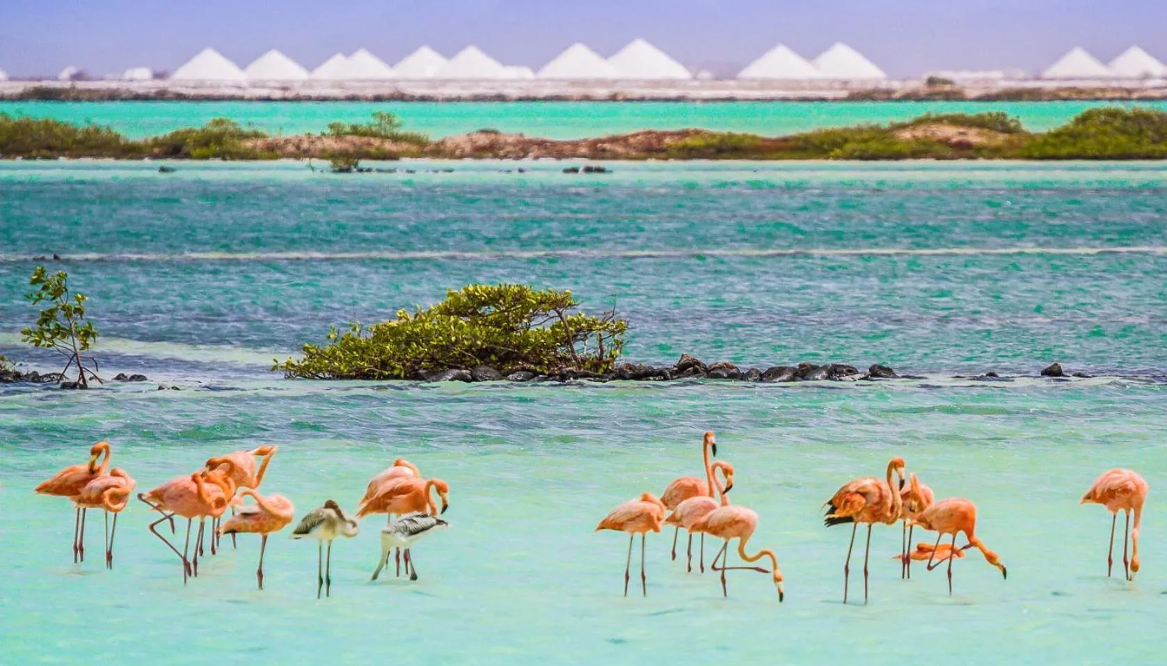 Natural landscape in Van der Valk Plaza Beach & Dive Resort Bonaire - ALL INCLUSIVE