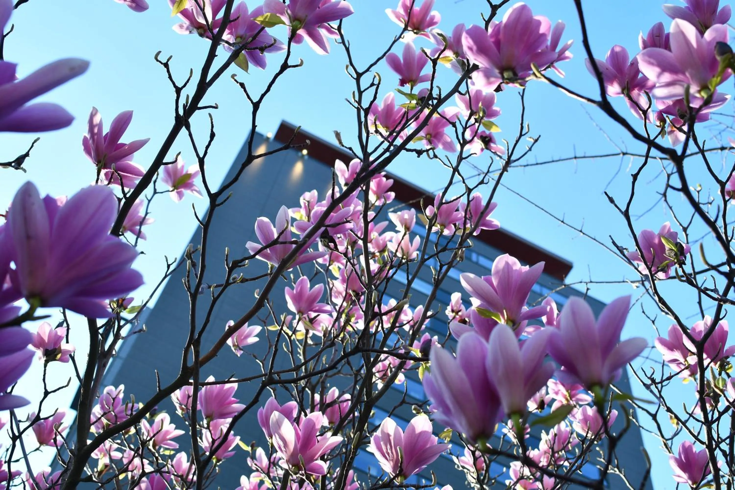 Natural landscape in Radisson Blu Hotel, Hasselt