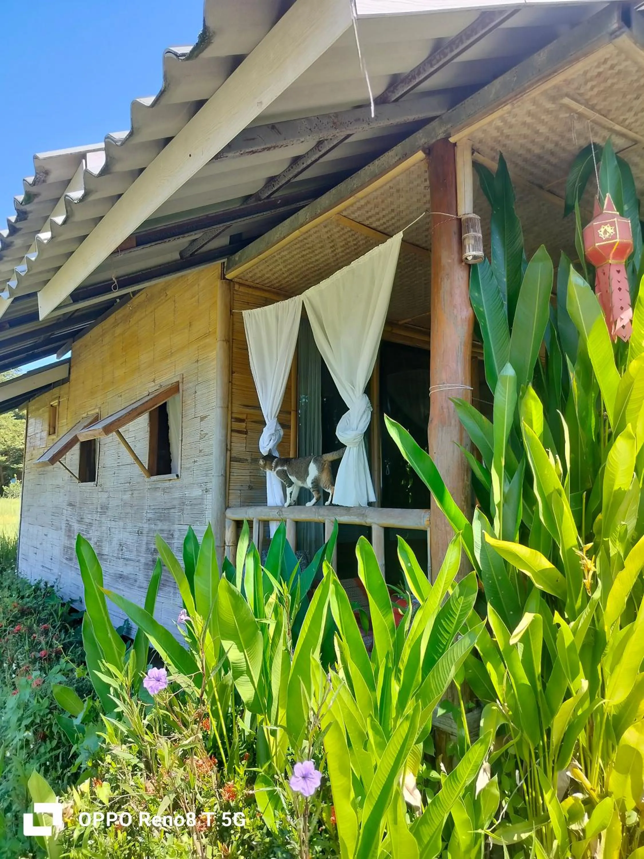 Tulip Resort Pai